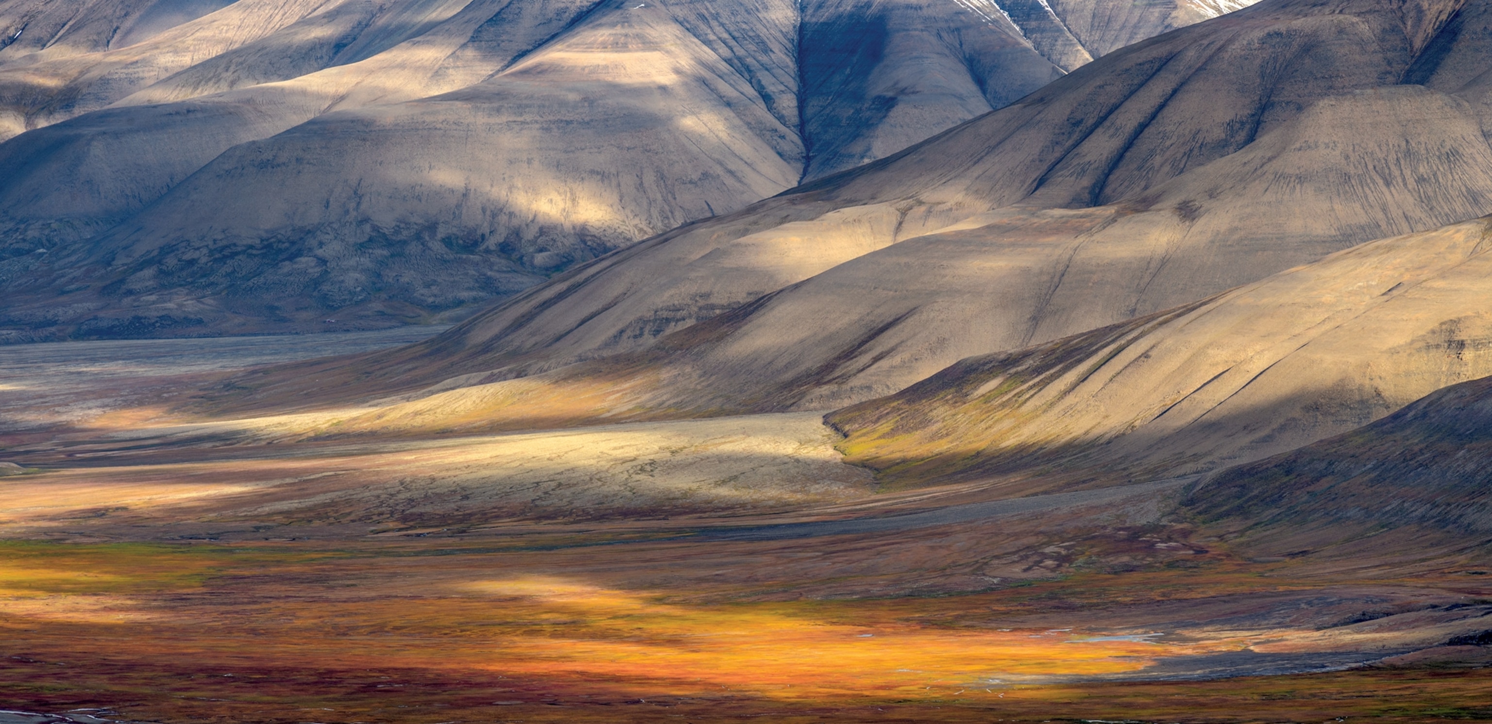 Picture of tundra landscape in golden tones.