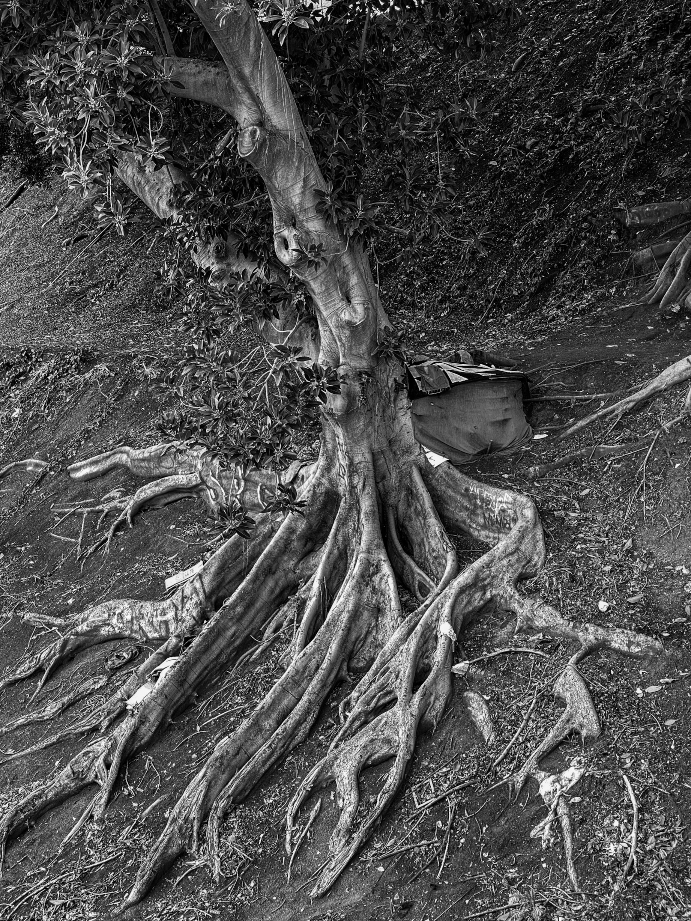 a tree trunk and roots