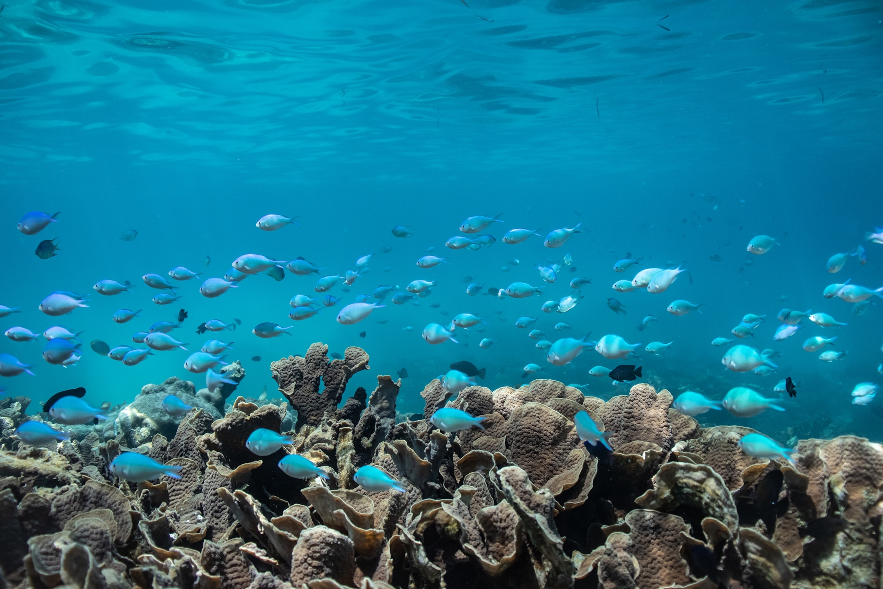 Corals located in Hithadhoo on Addu Attol.