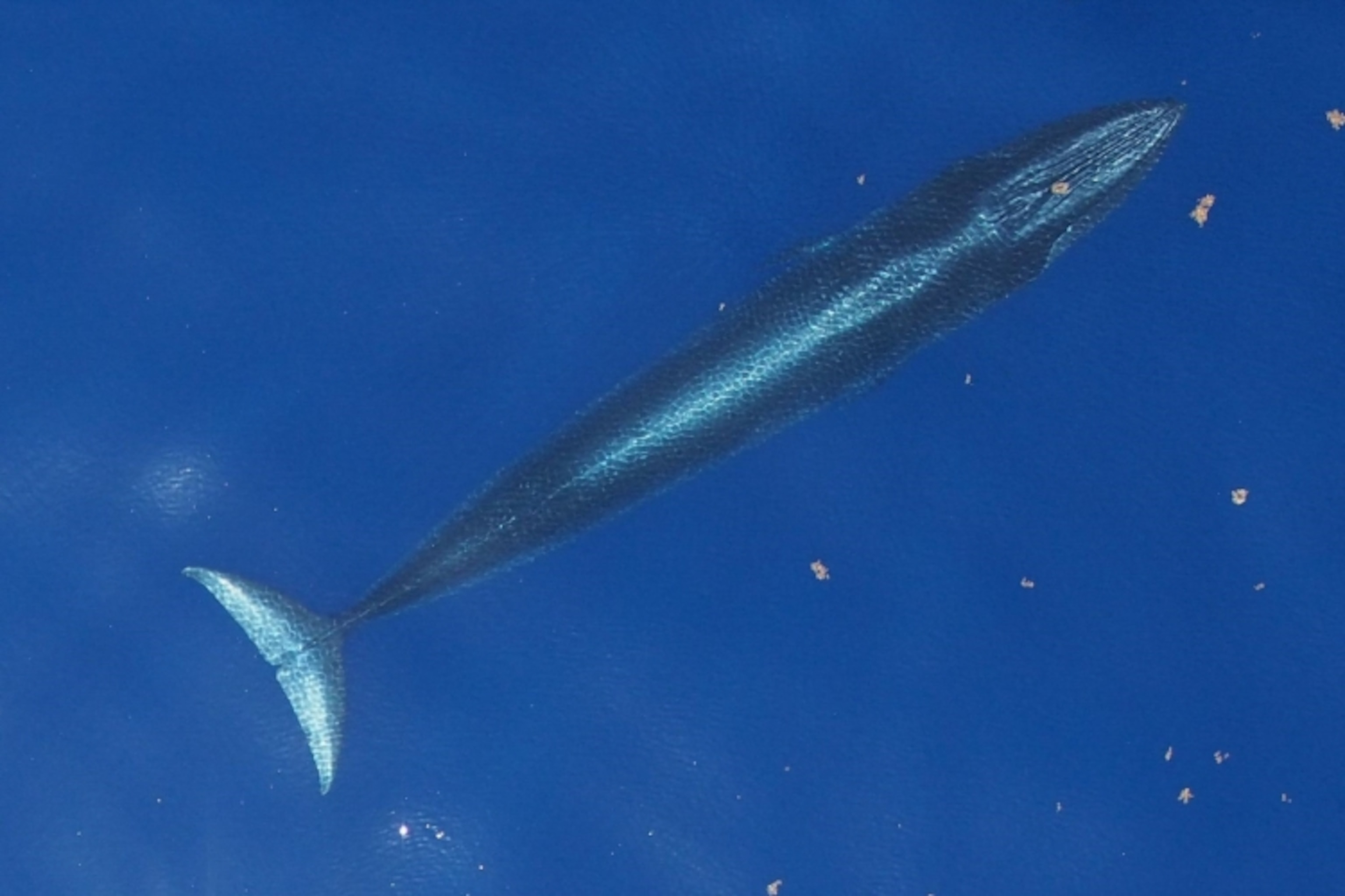 A Rice's whale is seen from above as it prepares to surface.