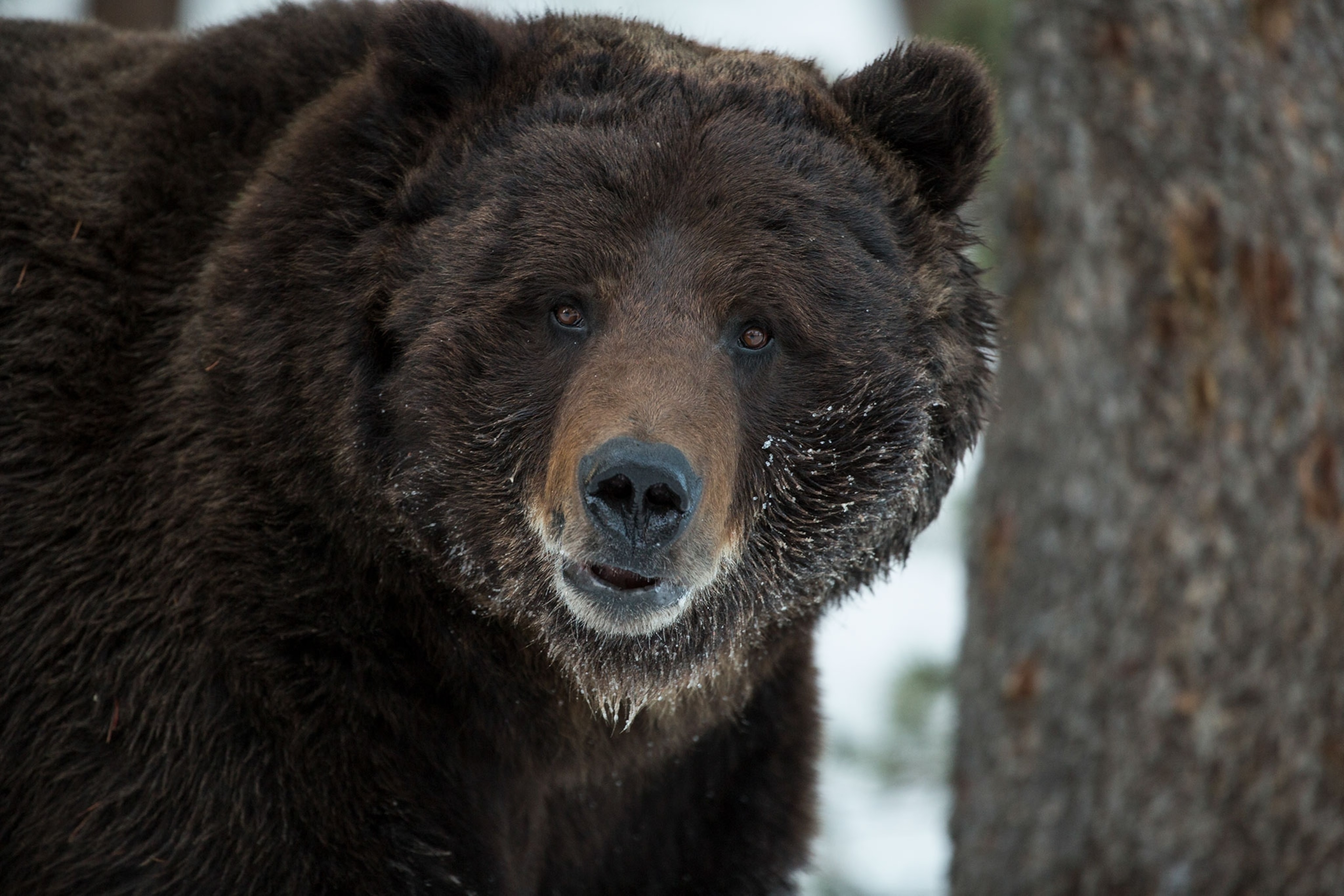 a grizzly bear in Yellowstone National Park
