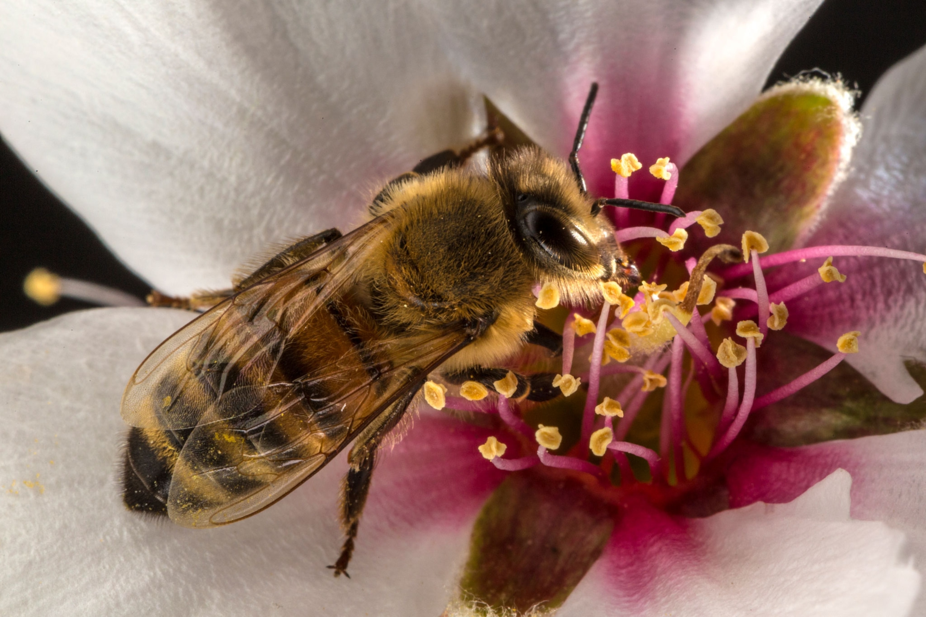 Honeybee