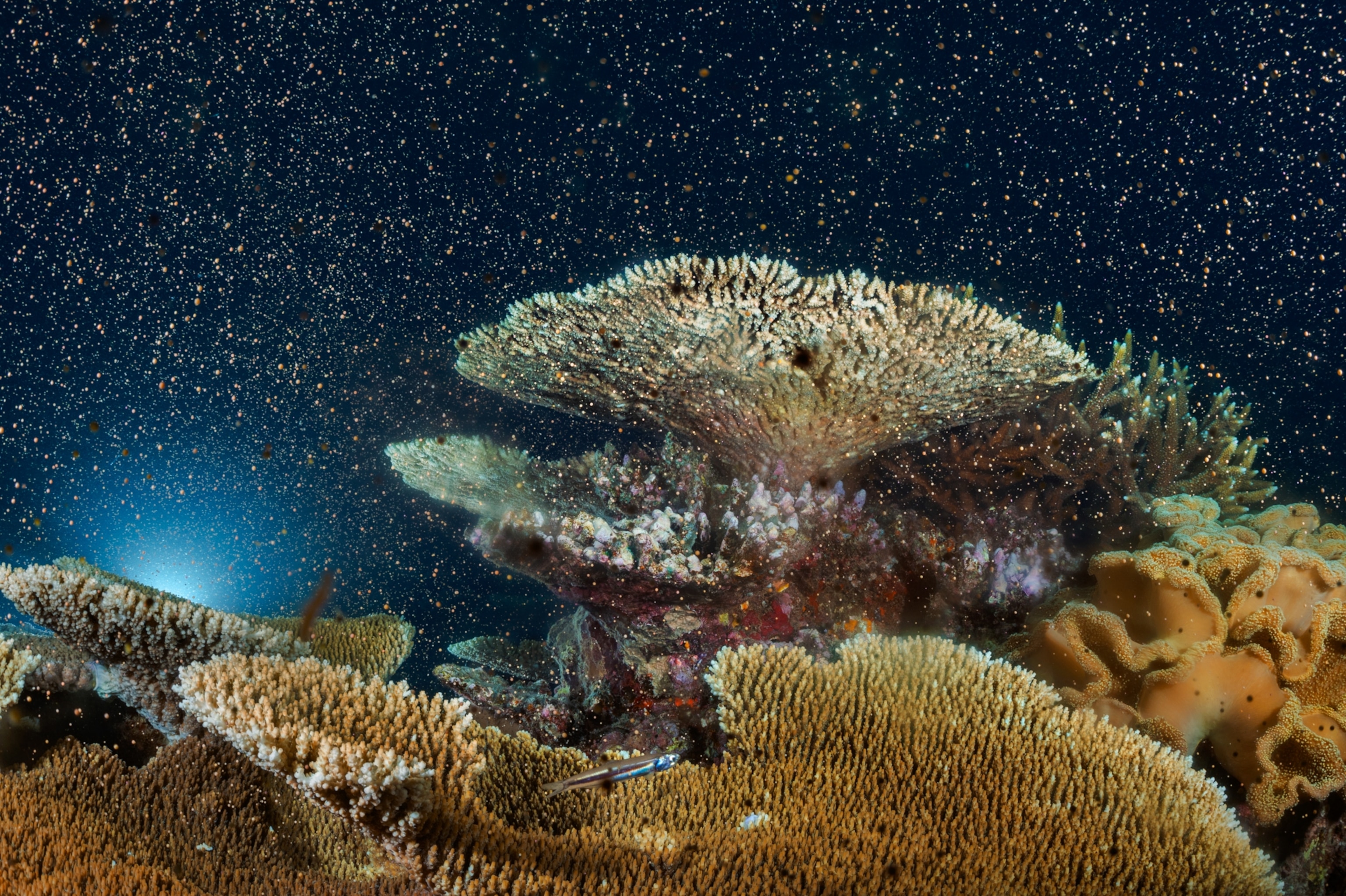 Picture of coral eggs and sperm swirling above Moore Reef.