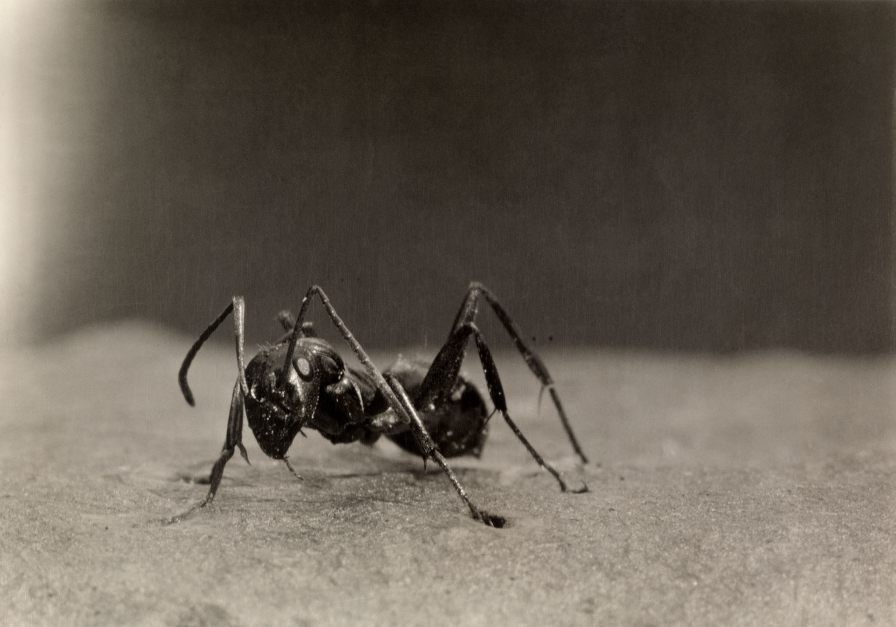 a common red ant
