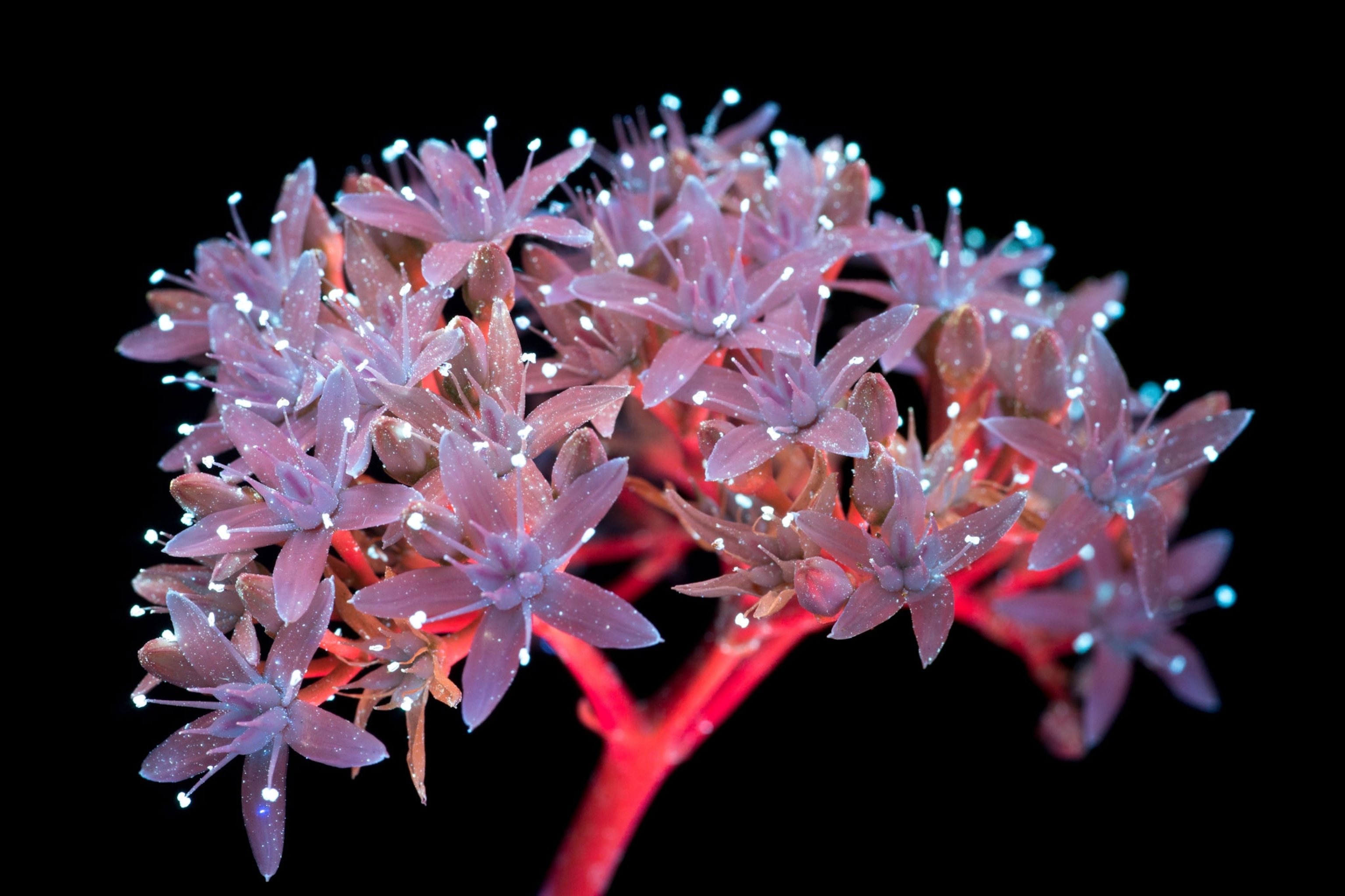 jade flower