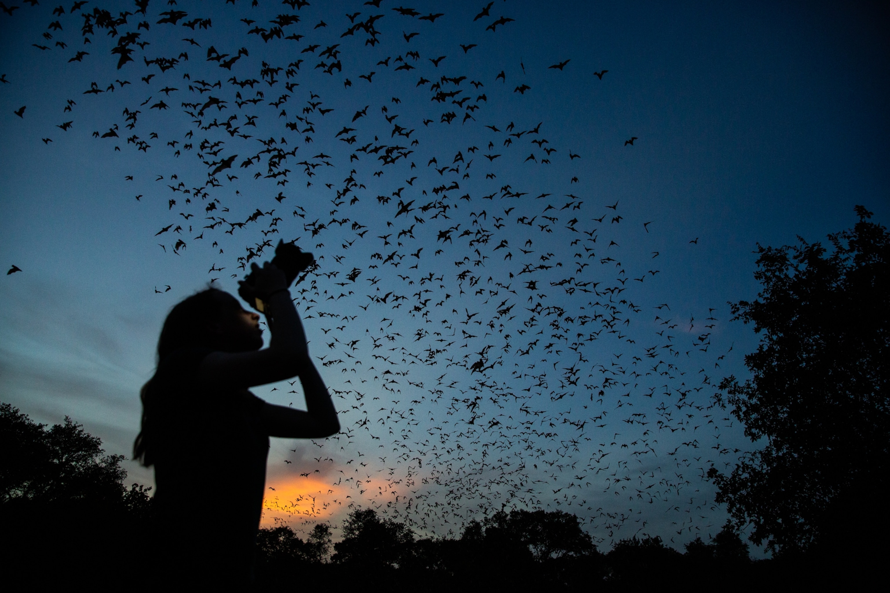 A teenage girl is seen in silhouette as she photographs a long trail of bats emerging from Bracken Cave at sunset.
