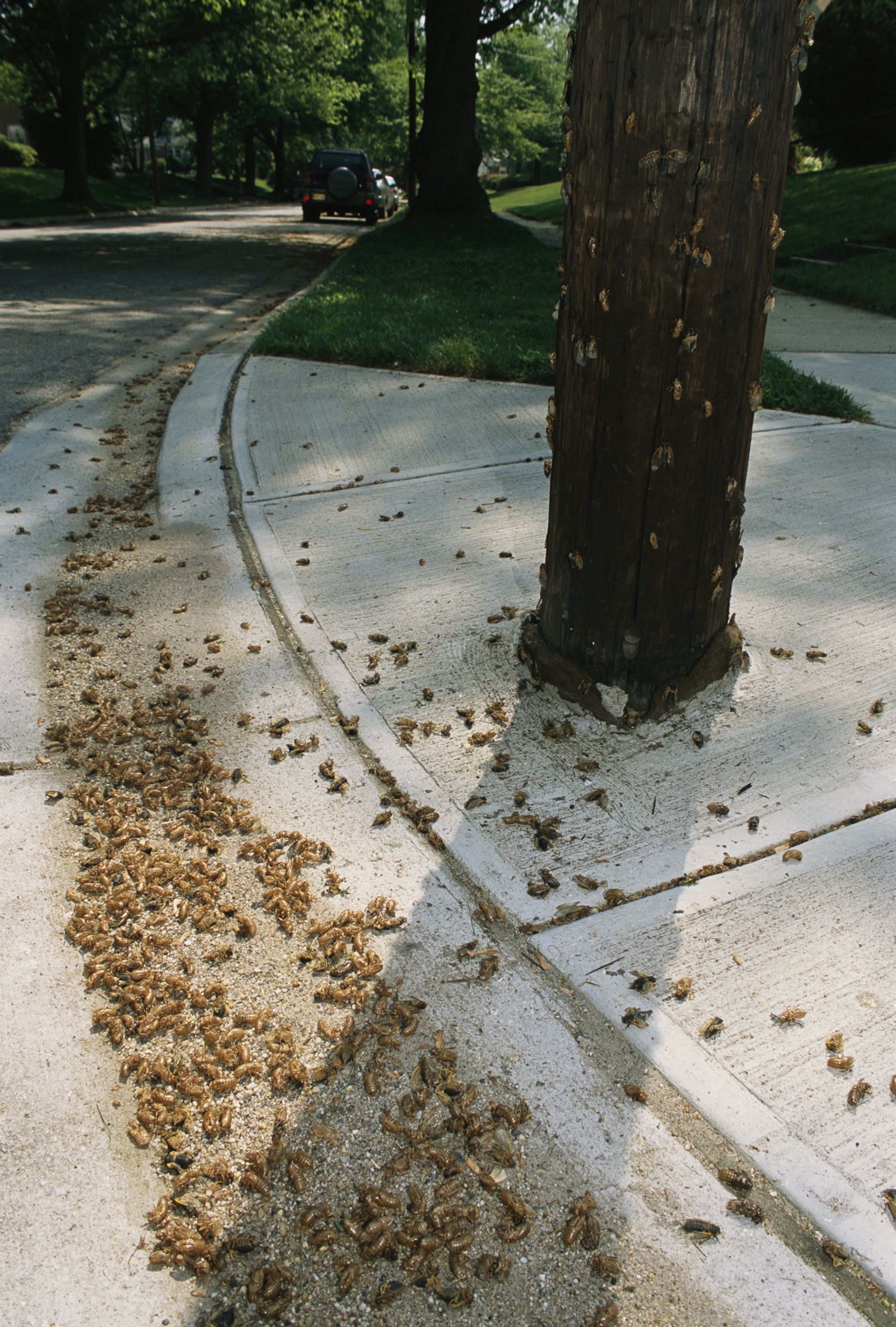 A ton of cicada shells on the curb next to a telephone pole