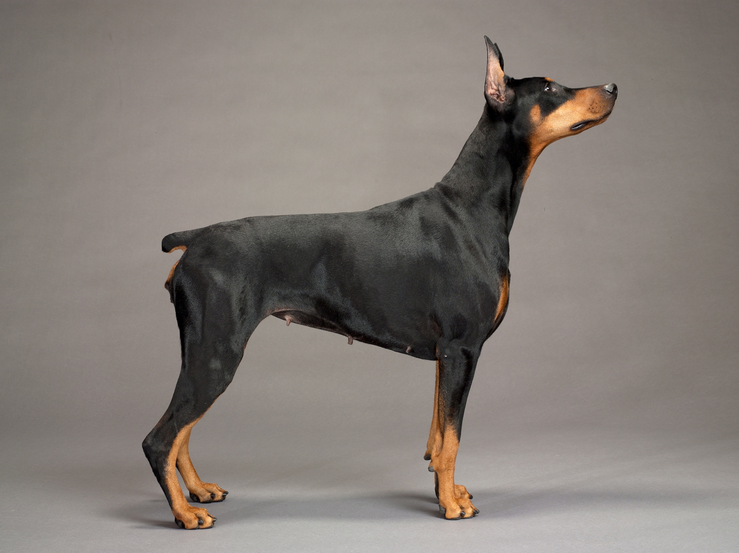 A portrait of a Doberman.
