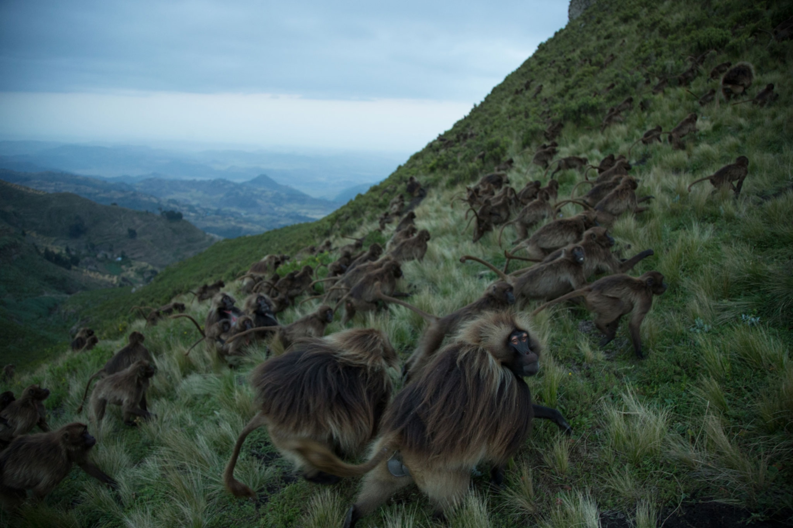 Baboons moving through grasslands
