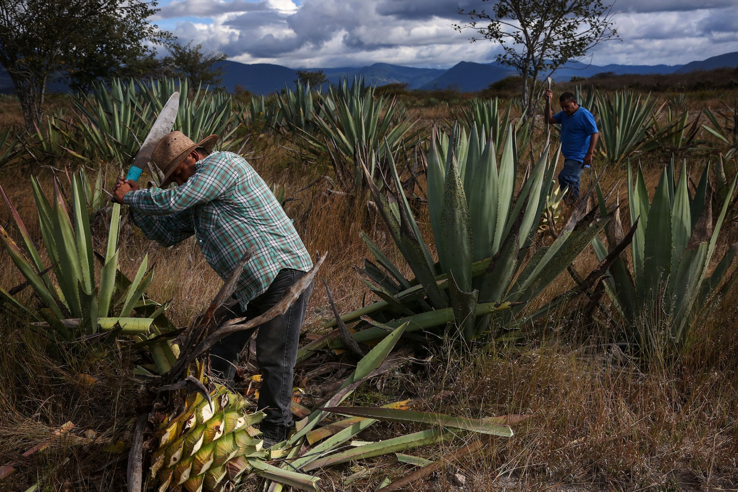 men harvesting agave in Oaxaca, Mexico