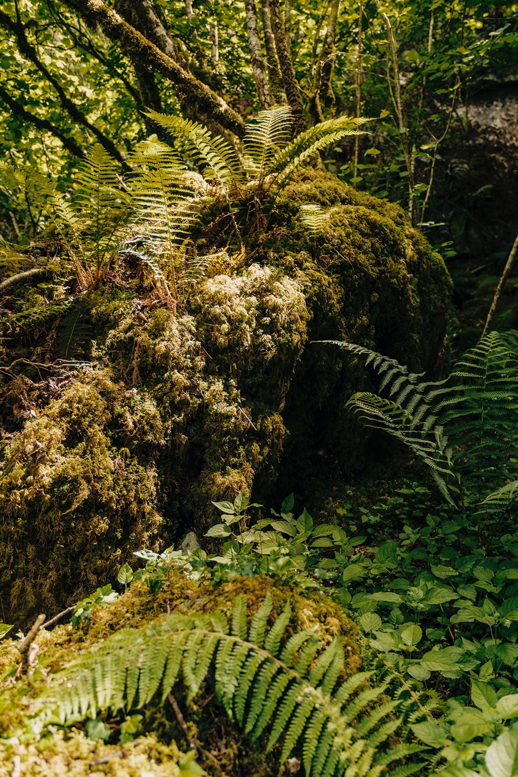 Leaves, vegetation and moss in a forest