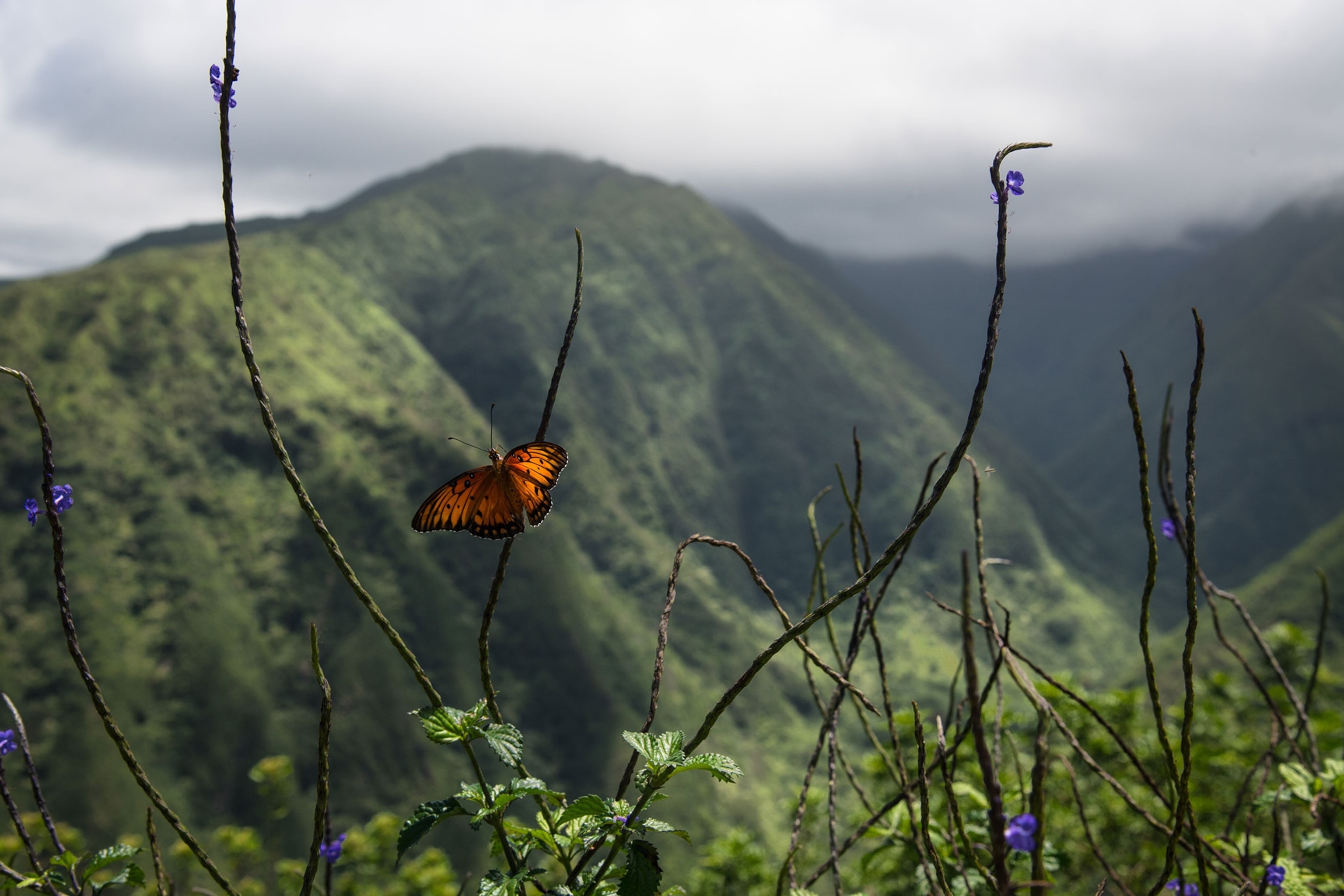 Gulf Fritillary Butterfly, Agraulis Vanillae, on Waihee Ridge Trail in Maui, Hawaii