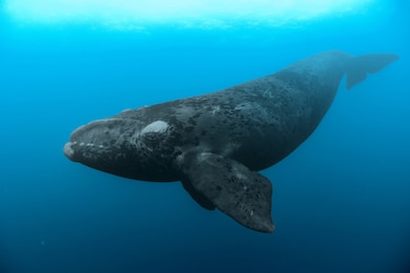 a southern right whale