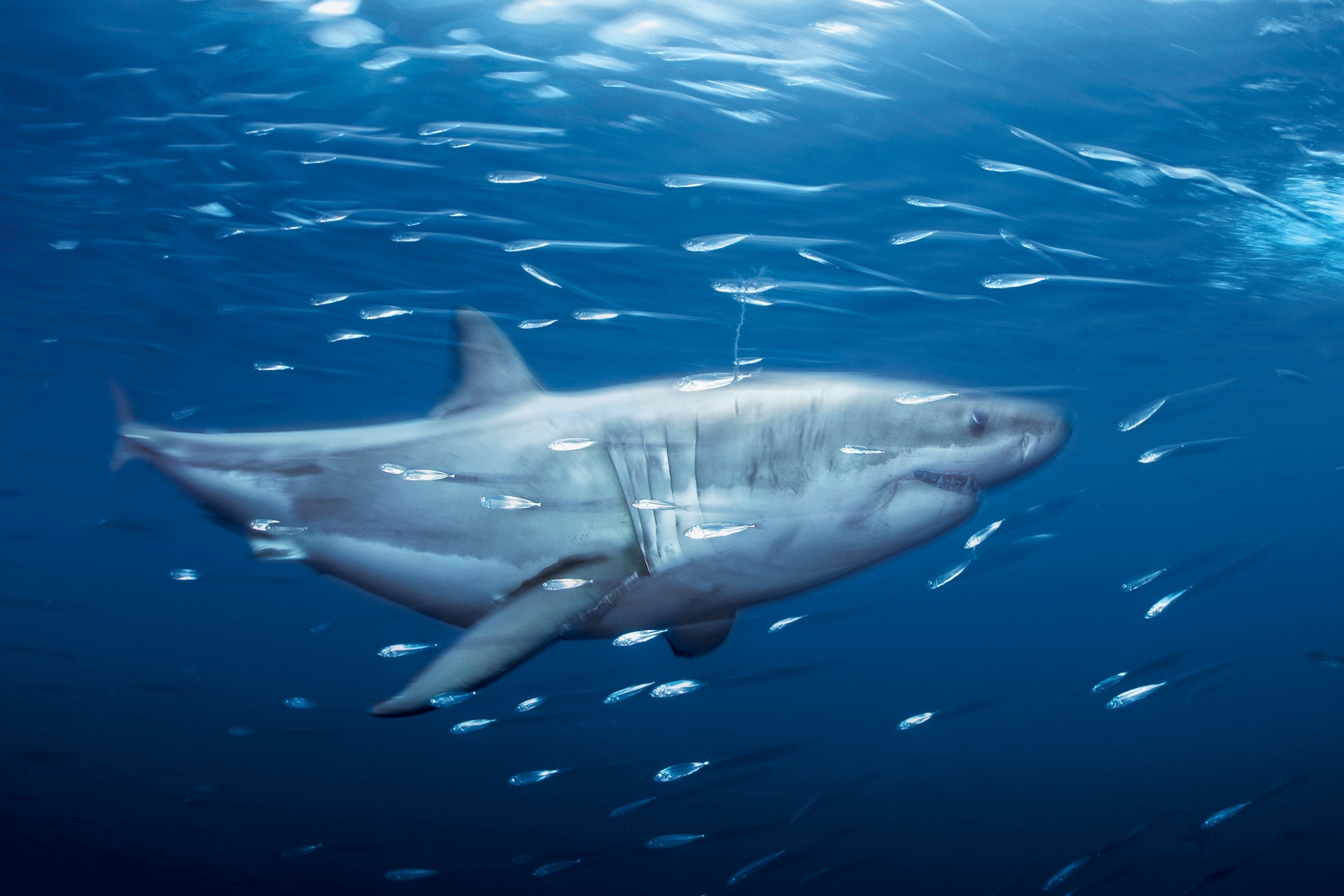 Picture of shark swims through school of small silver fish in bright blue water.
