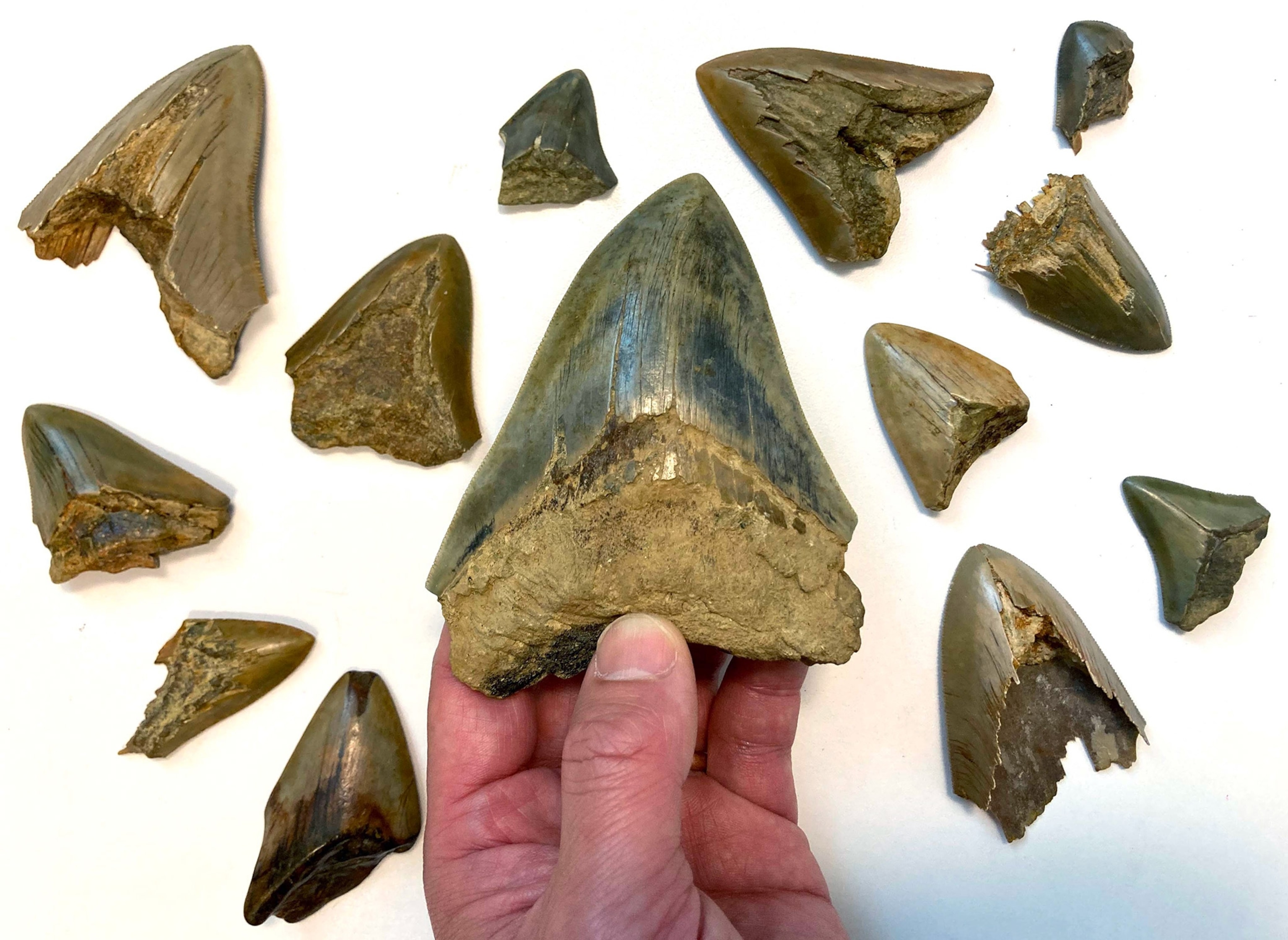 Teeth are scattered across the backdrop as the largest tooth is held up in the center by a person.