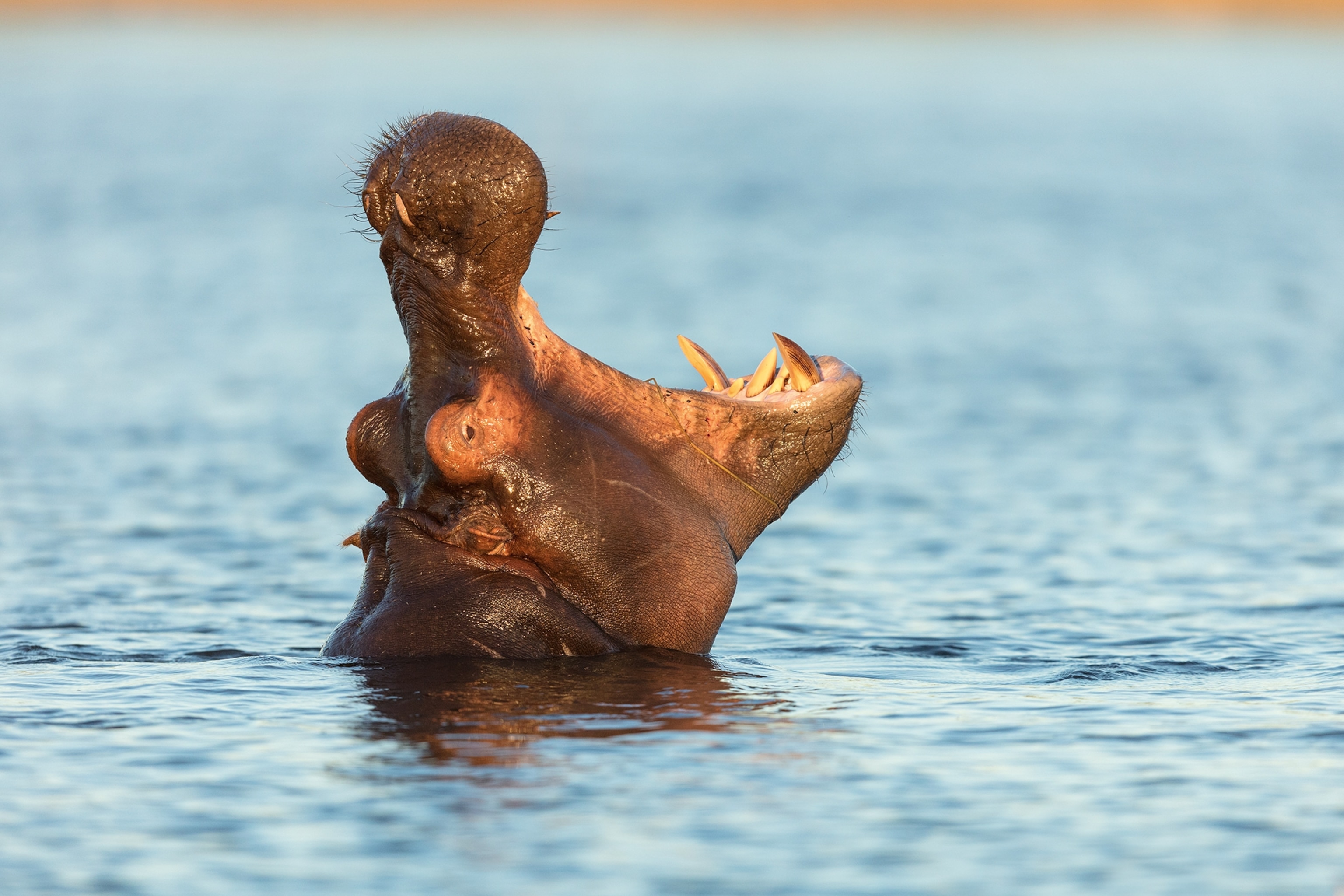 A hippopotamus opening its mouth on a lake's surface.