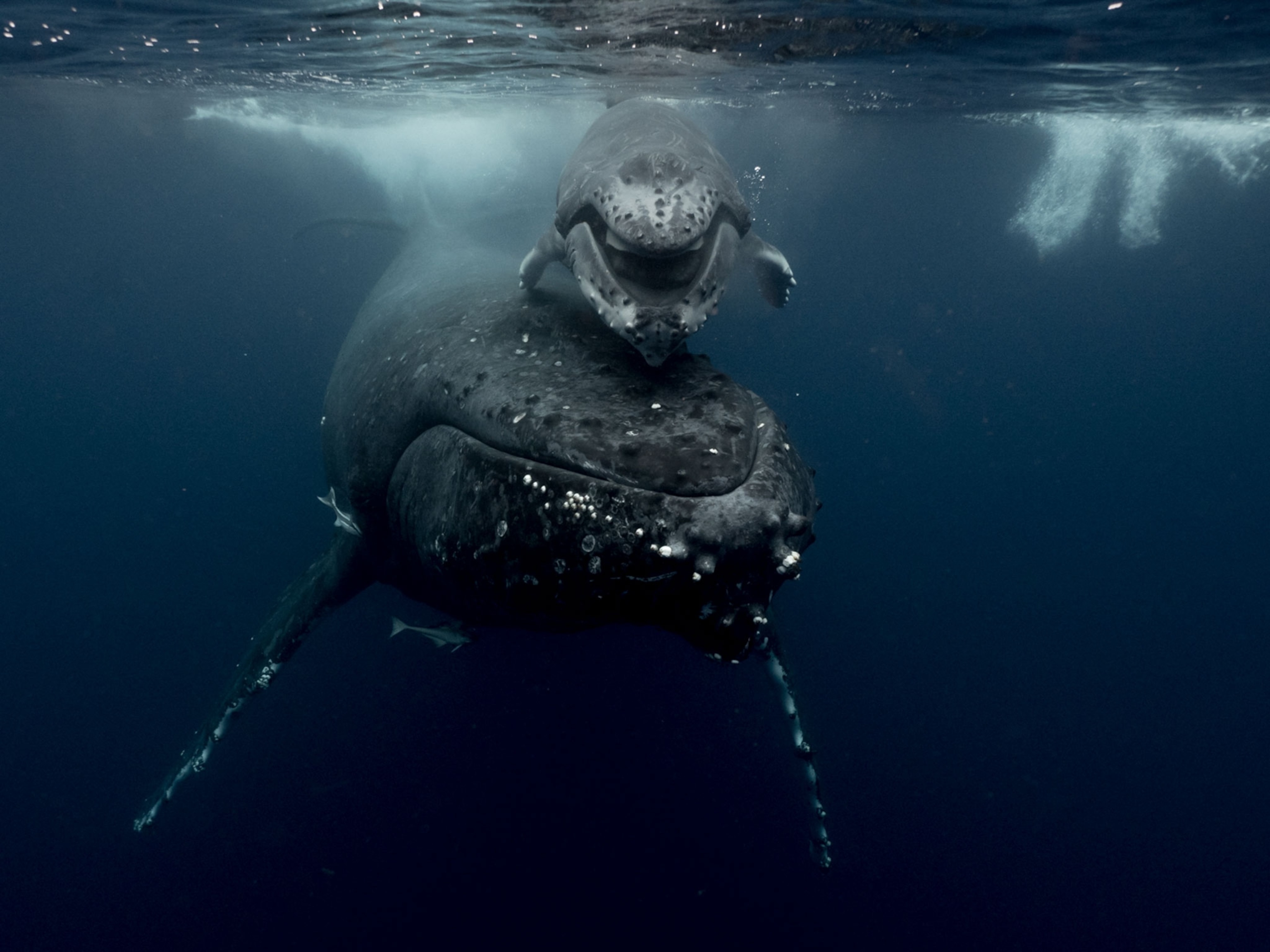 a whale and her calf