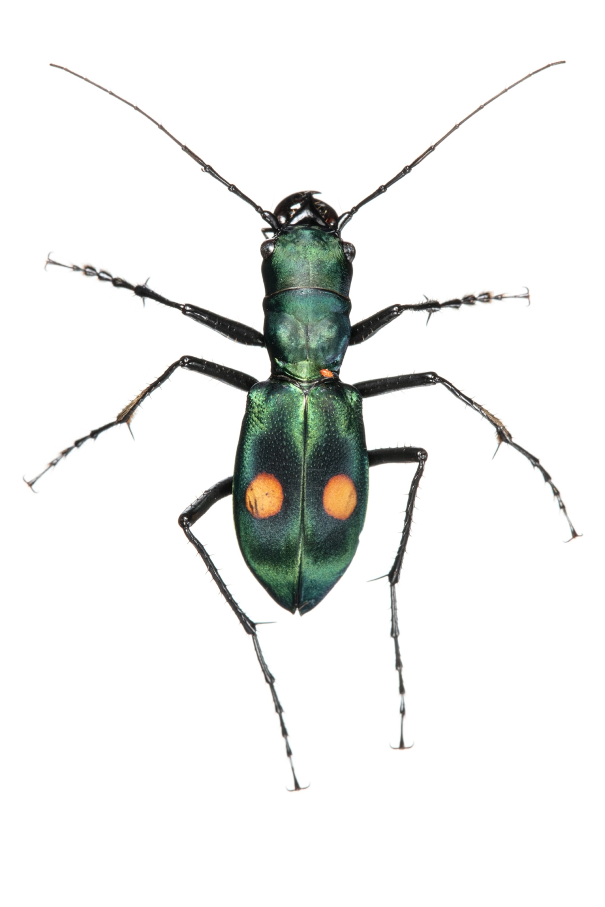 a shiny green beetle with two orange dots