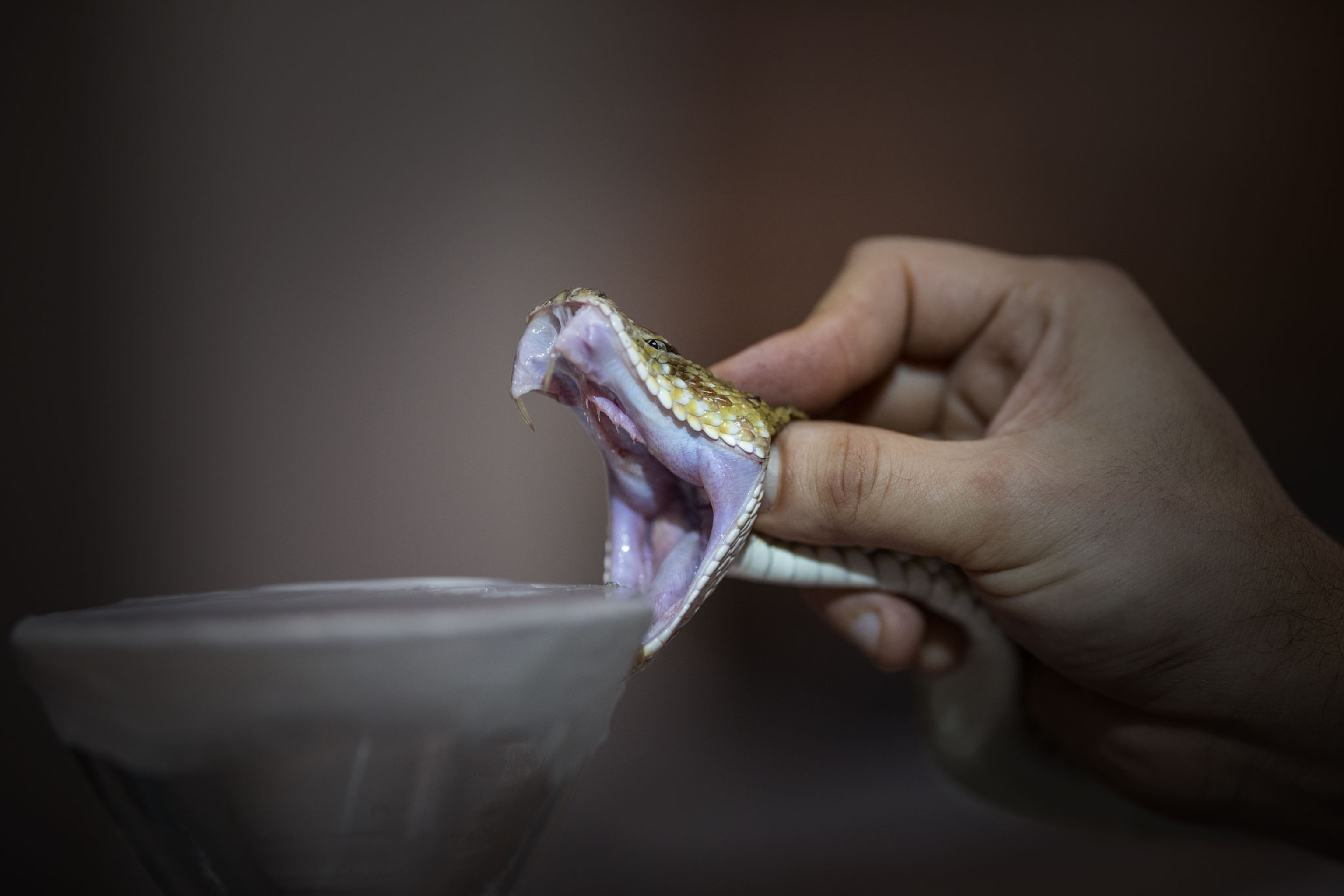 Picture of a snake firmly held by the head, it's jaws wide open, to be milked for its venom.