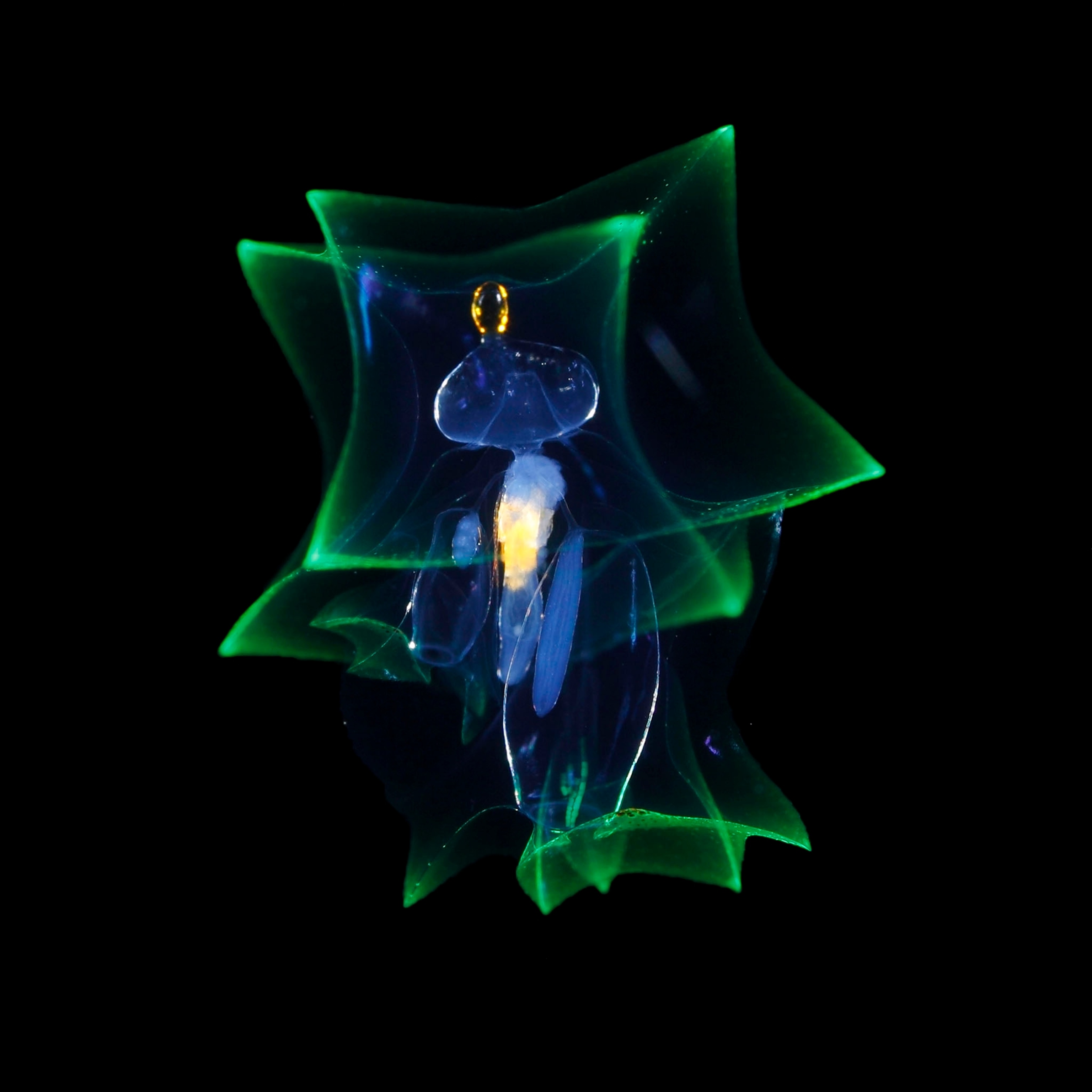 fish larva