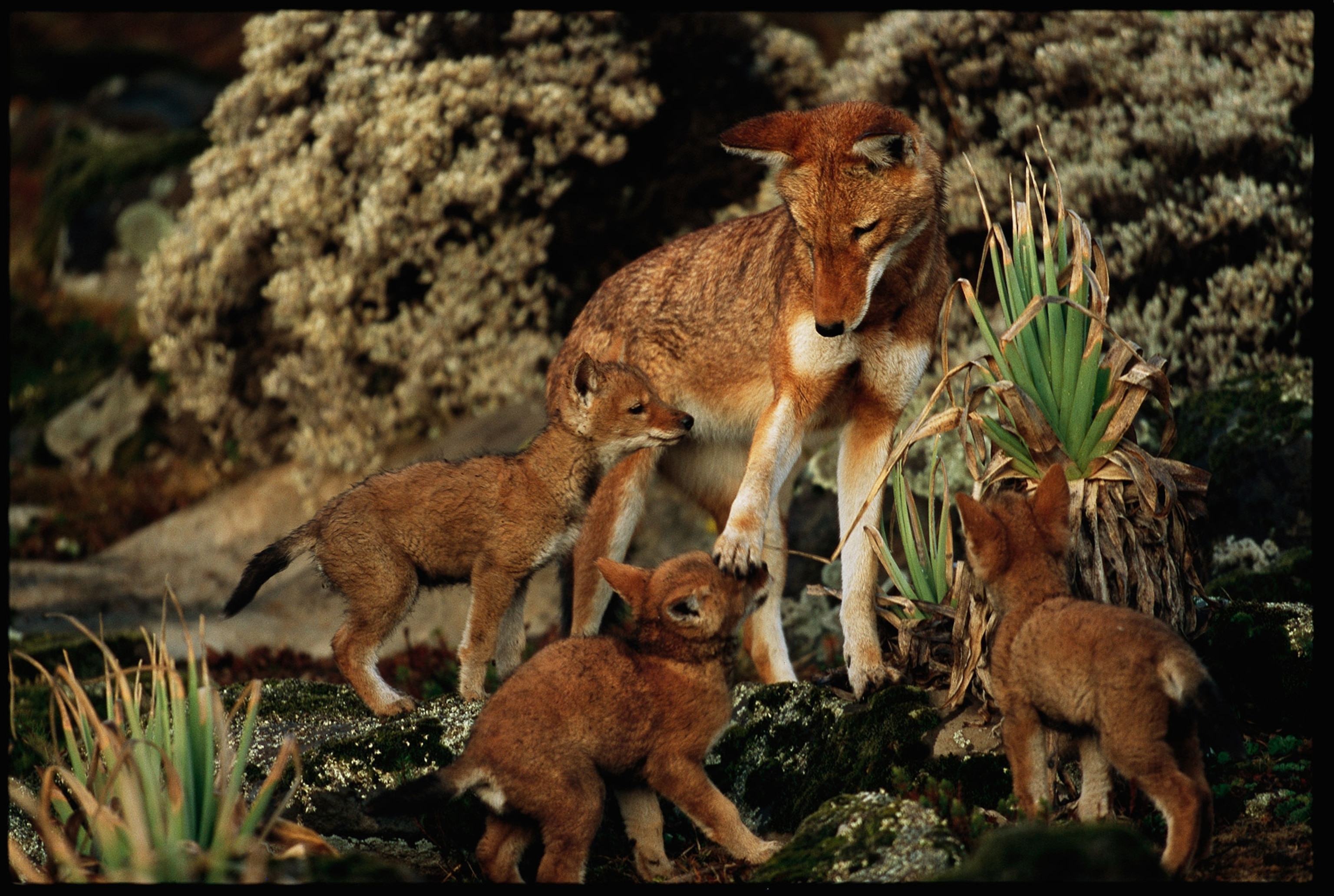 Ethiopian wolf