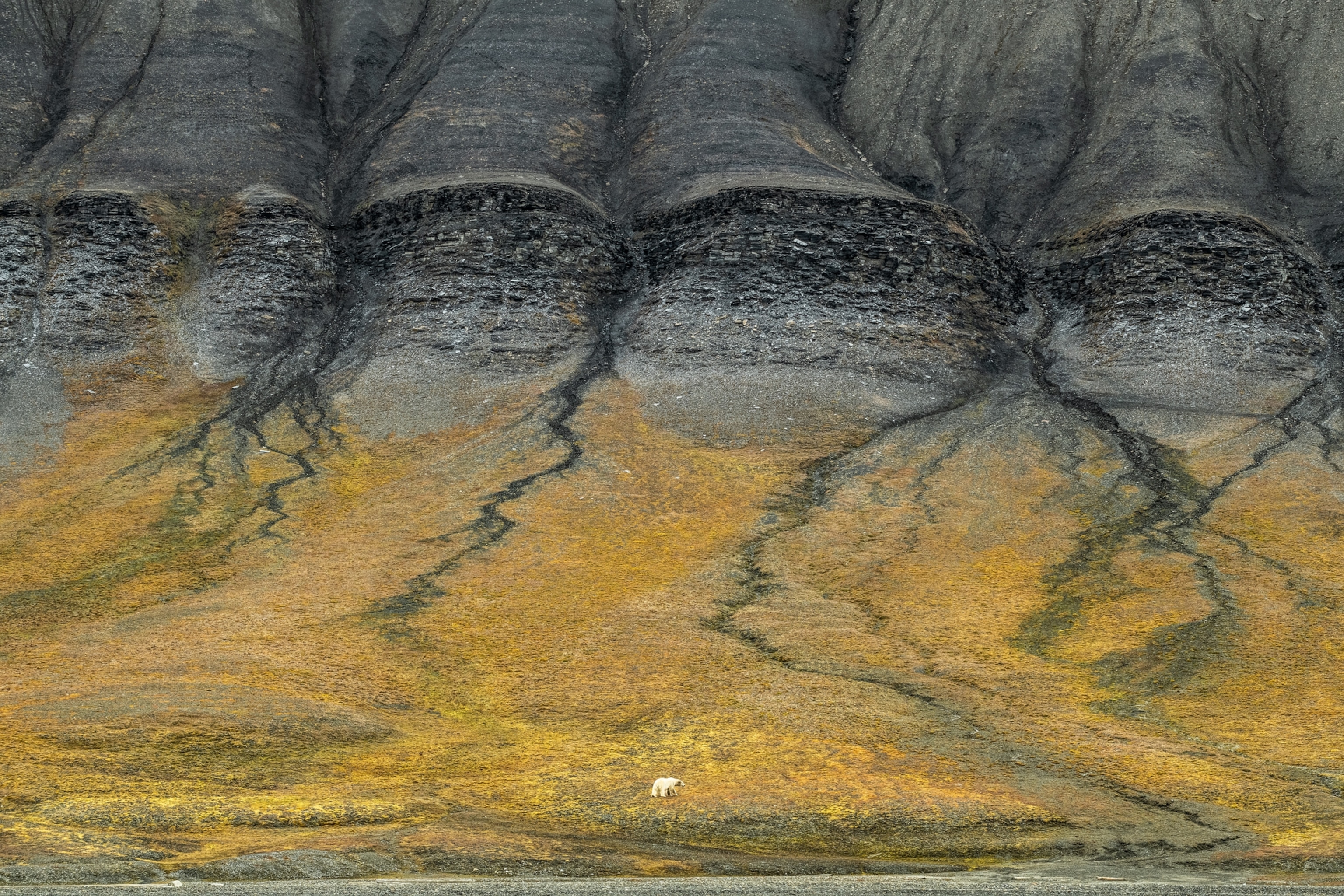 Picture of tiny figure of white bear on background of yellow vegetation and grey cliff.
