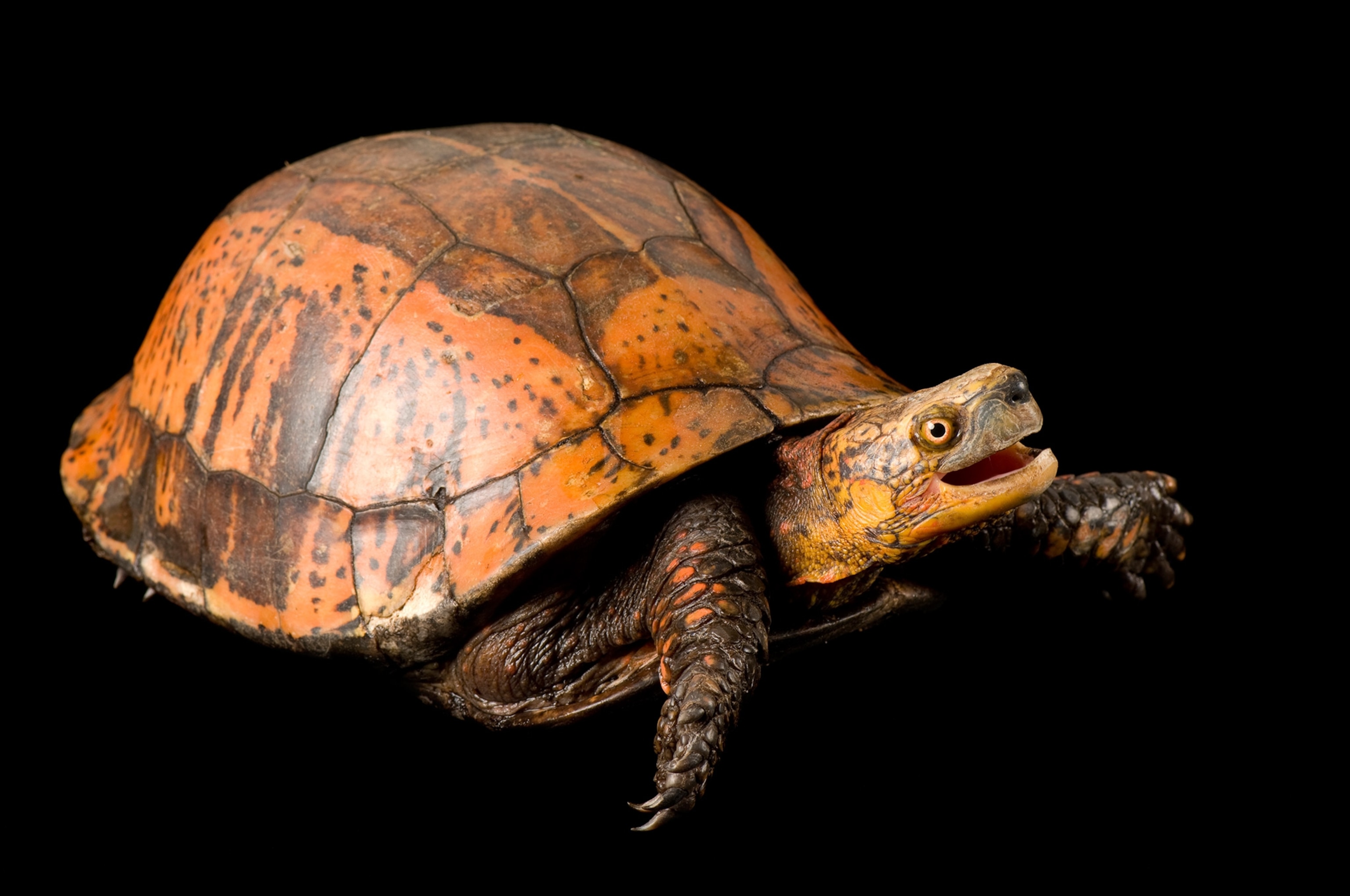 Indochinese box turtle