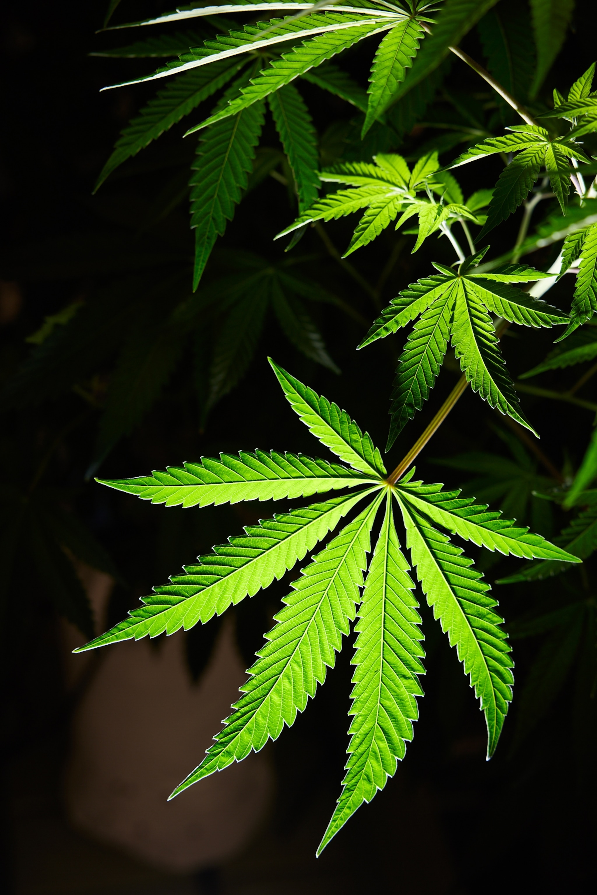 Marijuana growth of leafs and buds.