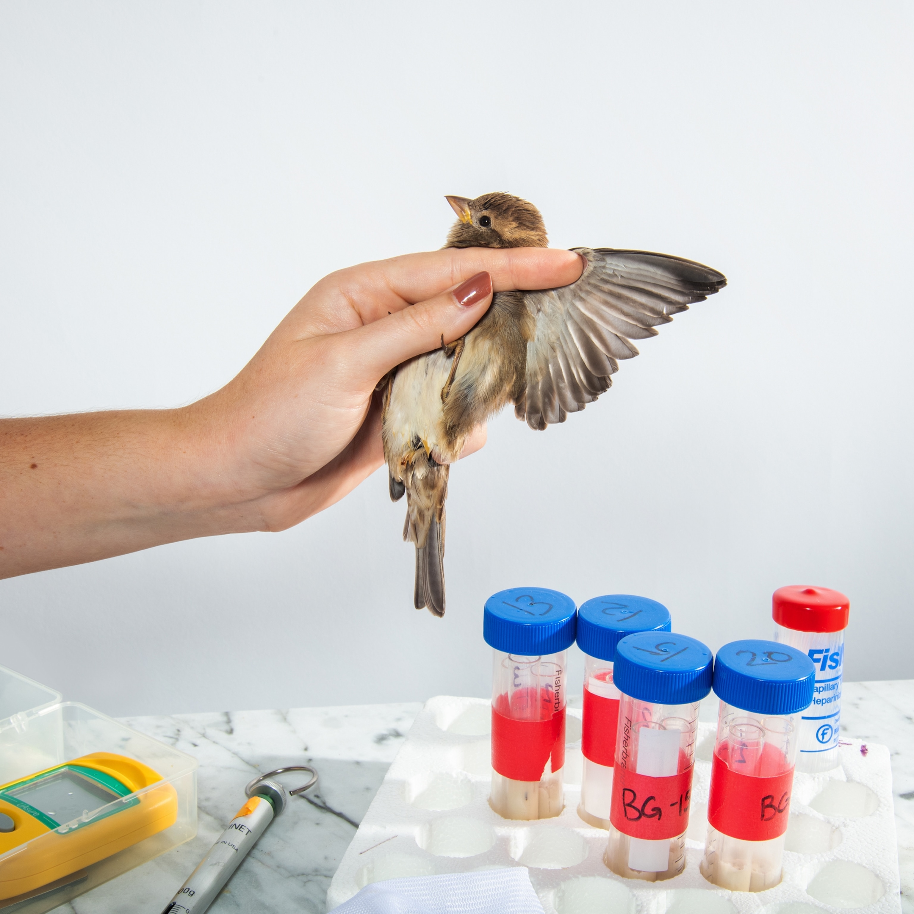 A woman's hand firmly holds a sparrow. Below on a marble table sit five vials in an organized tray.