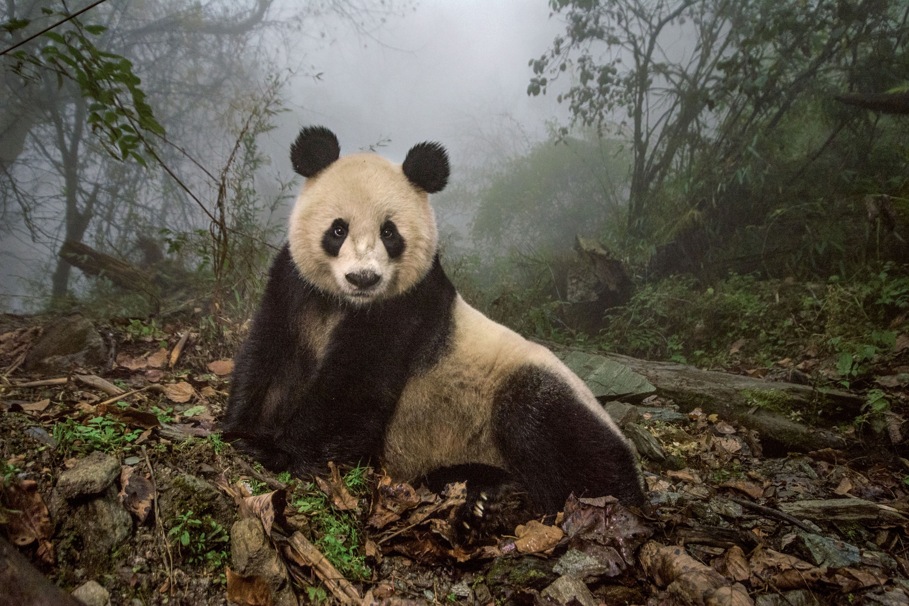 a 16-year-old giant panda at a conservation center in Wolong Nature Reserve
