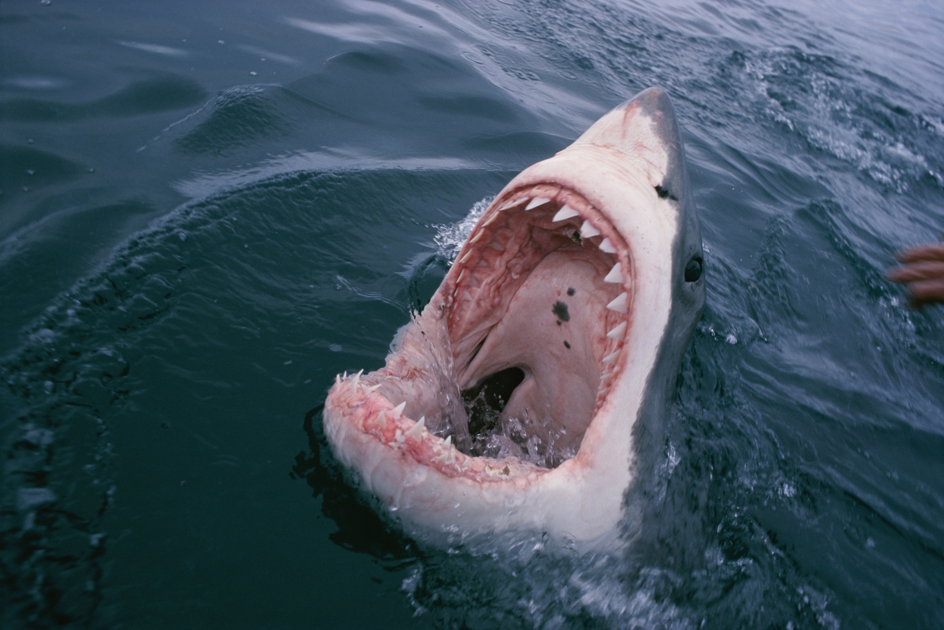 a great white shark