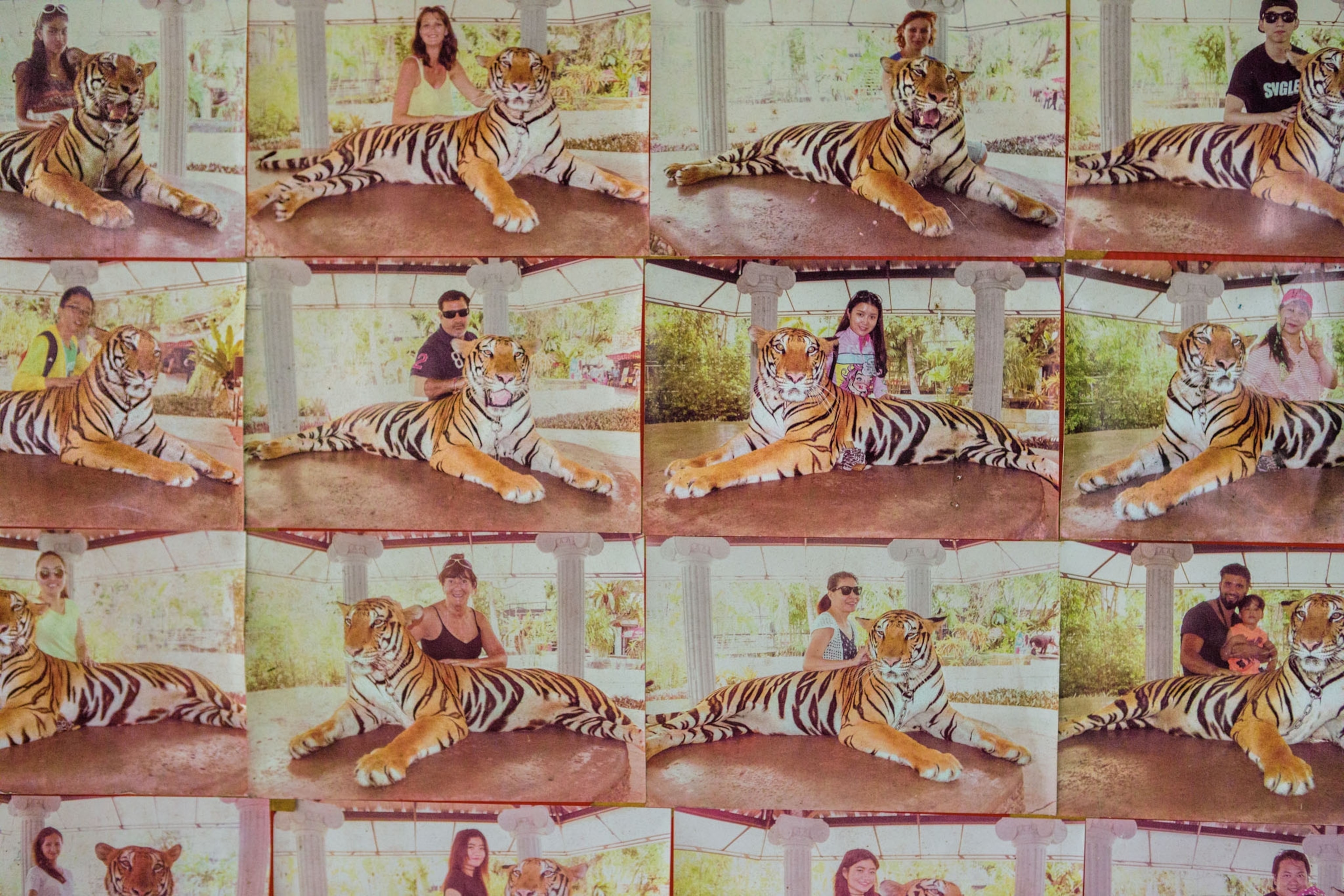 a people engaging with animals for tourism
