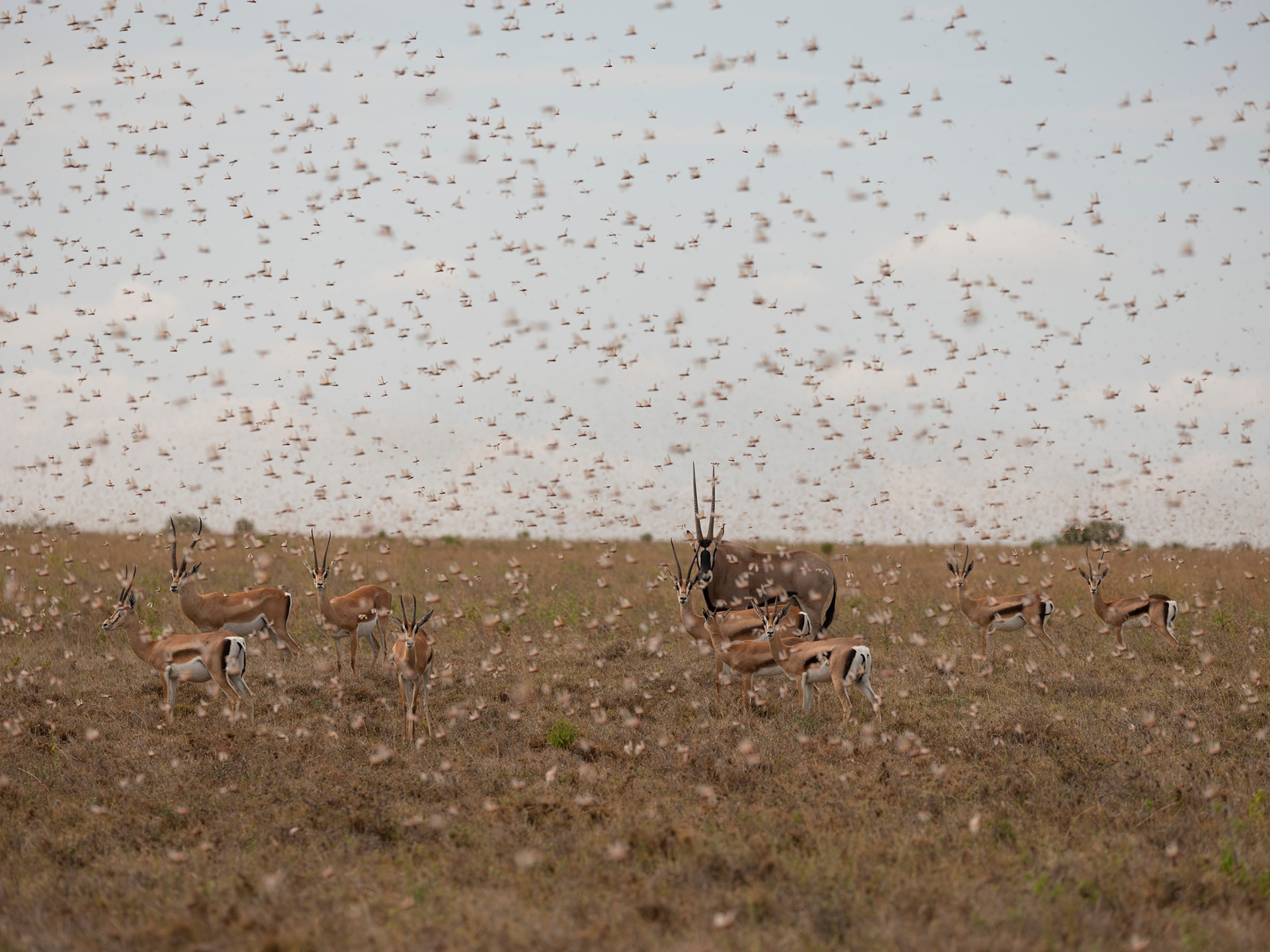 Picture of oryx and grants gazelle standing amidst a swarm of locusts