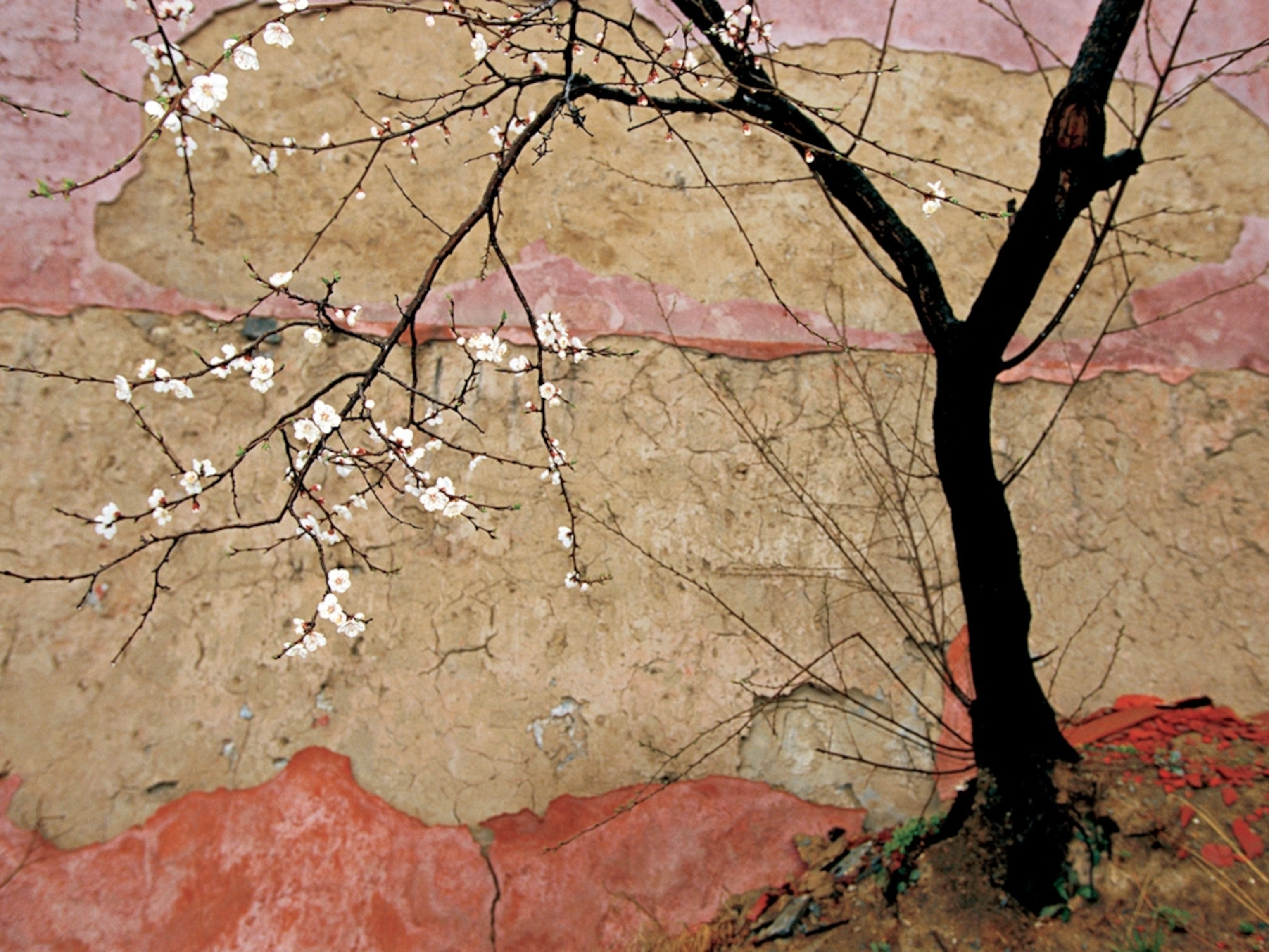 Flowering plum tree
