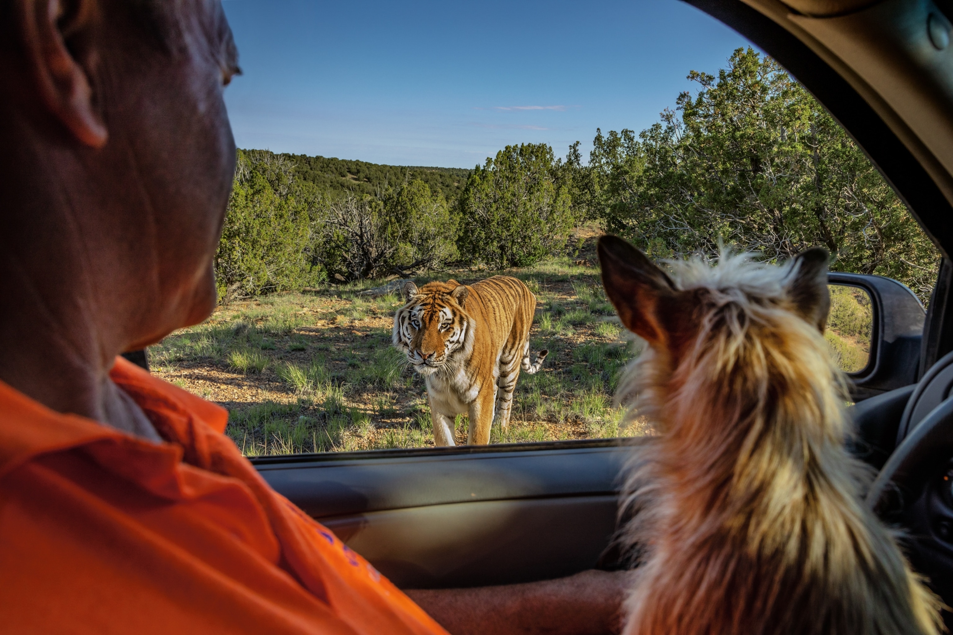 Picture taken from the inside of a car, overlooking a tiger