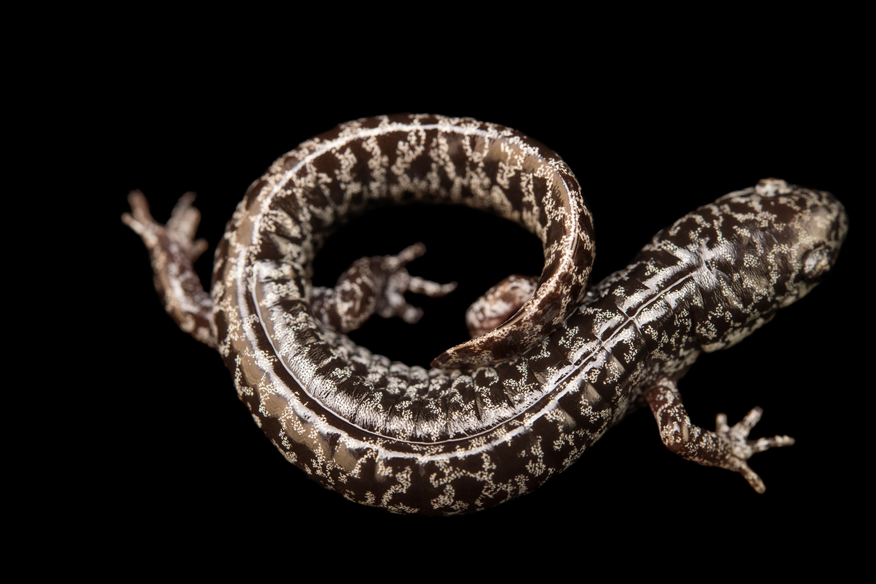 a frosted flat woods salamander