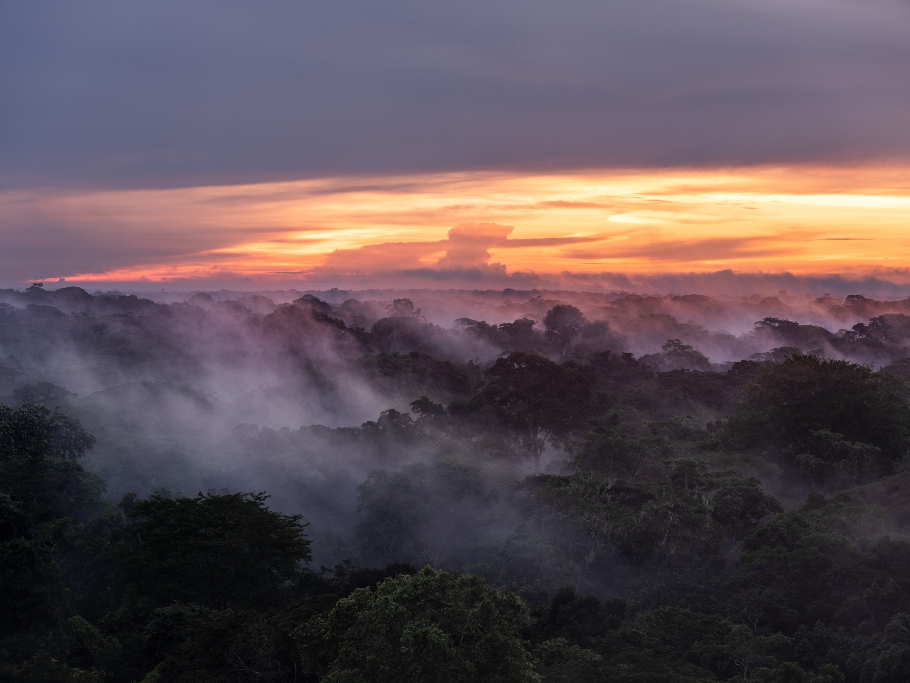a drone shot of an orange sunset sky with misty clouds atop the tree canopy.