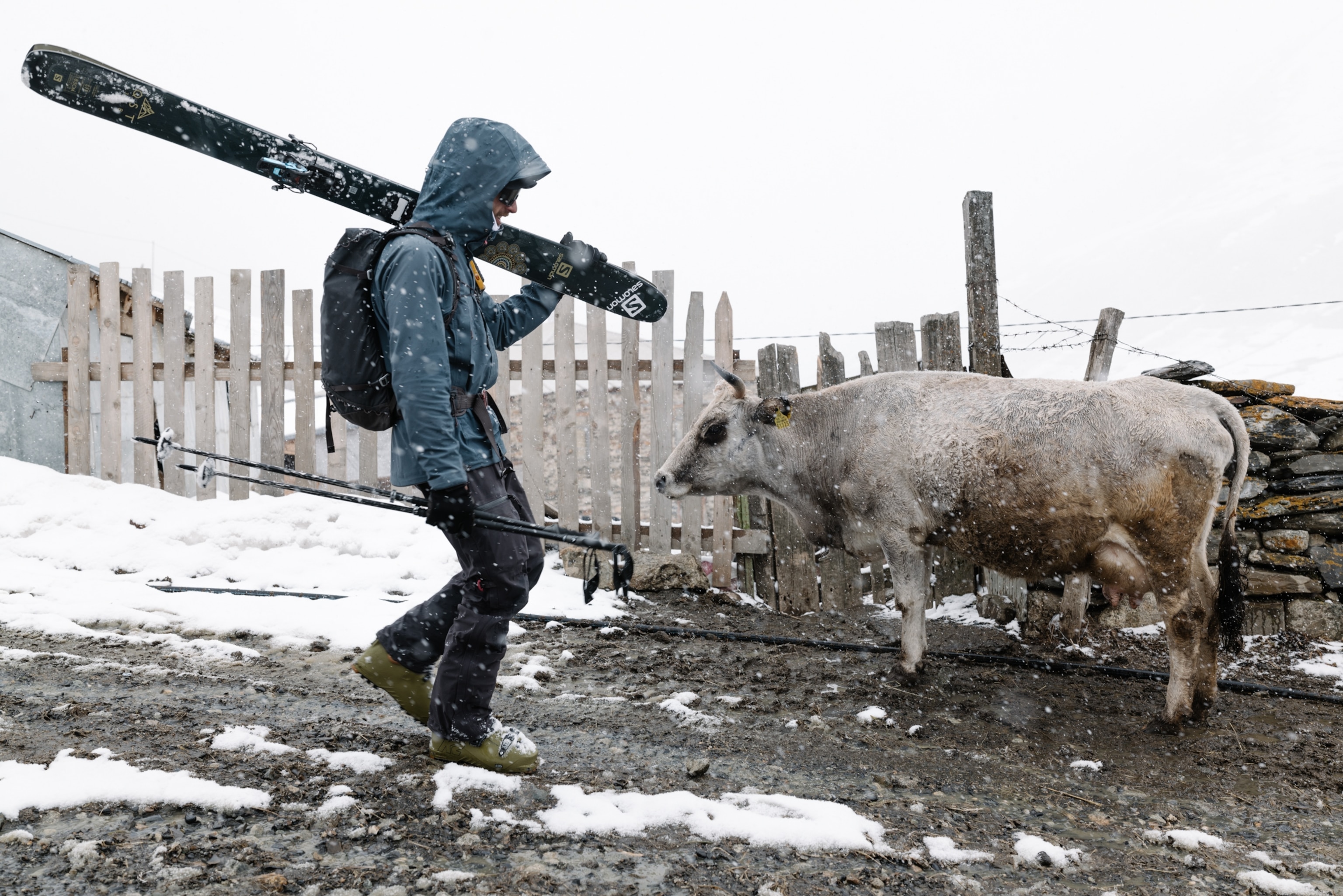 A tourist carries his skis past a local cow to go Skitouring in Ushguli