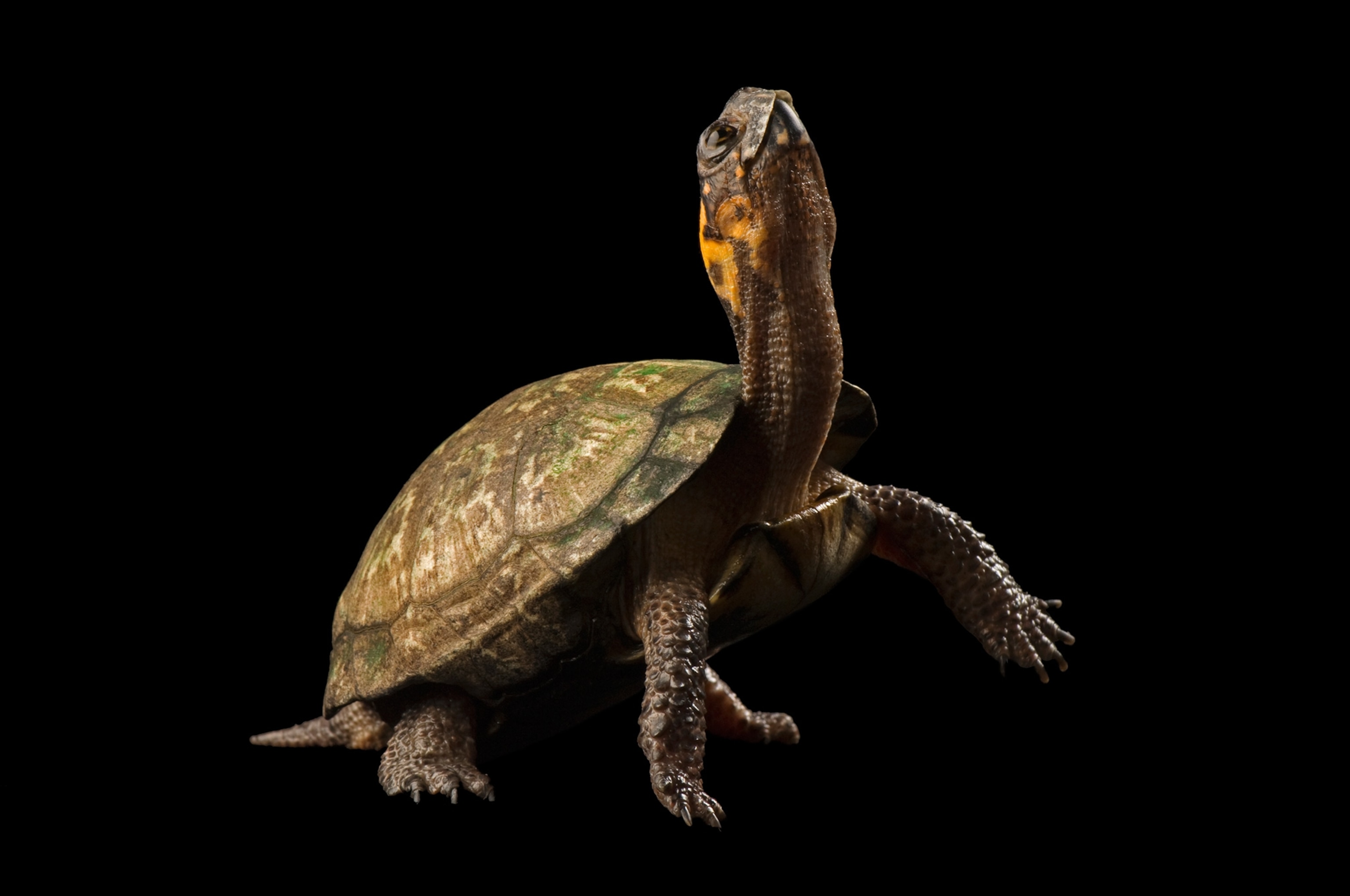 a threatened bog turtle at Zoo Atlanta