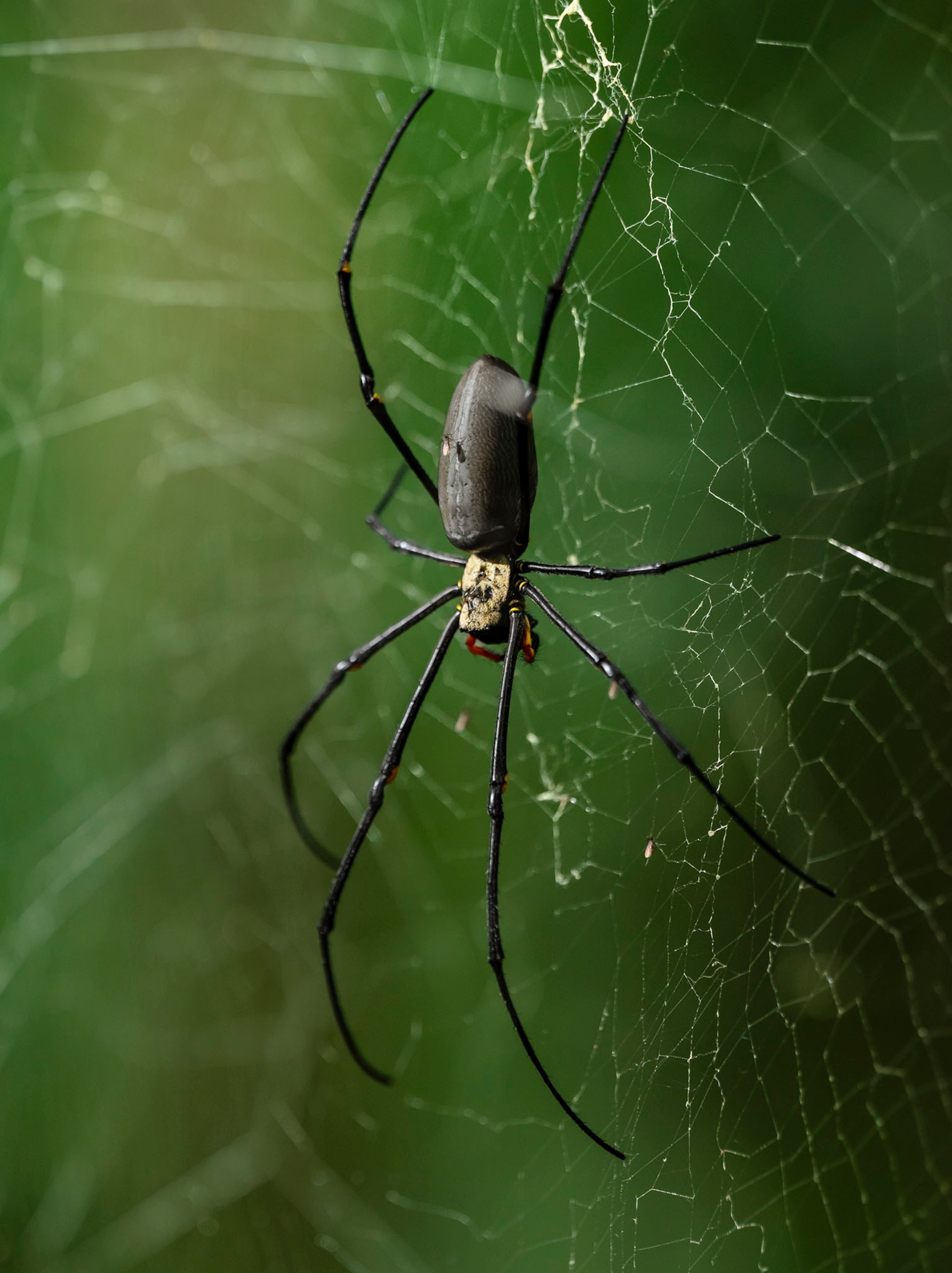 a close up of a spider on a web
