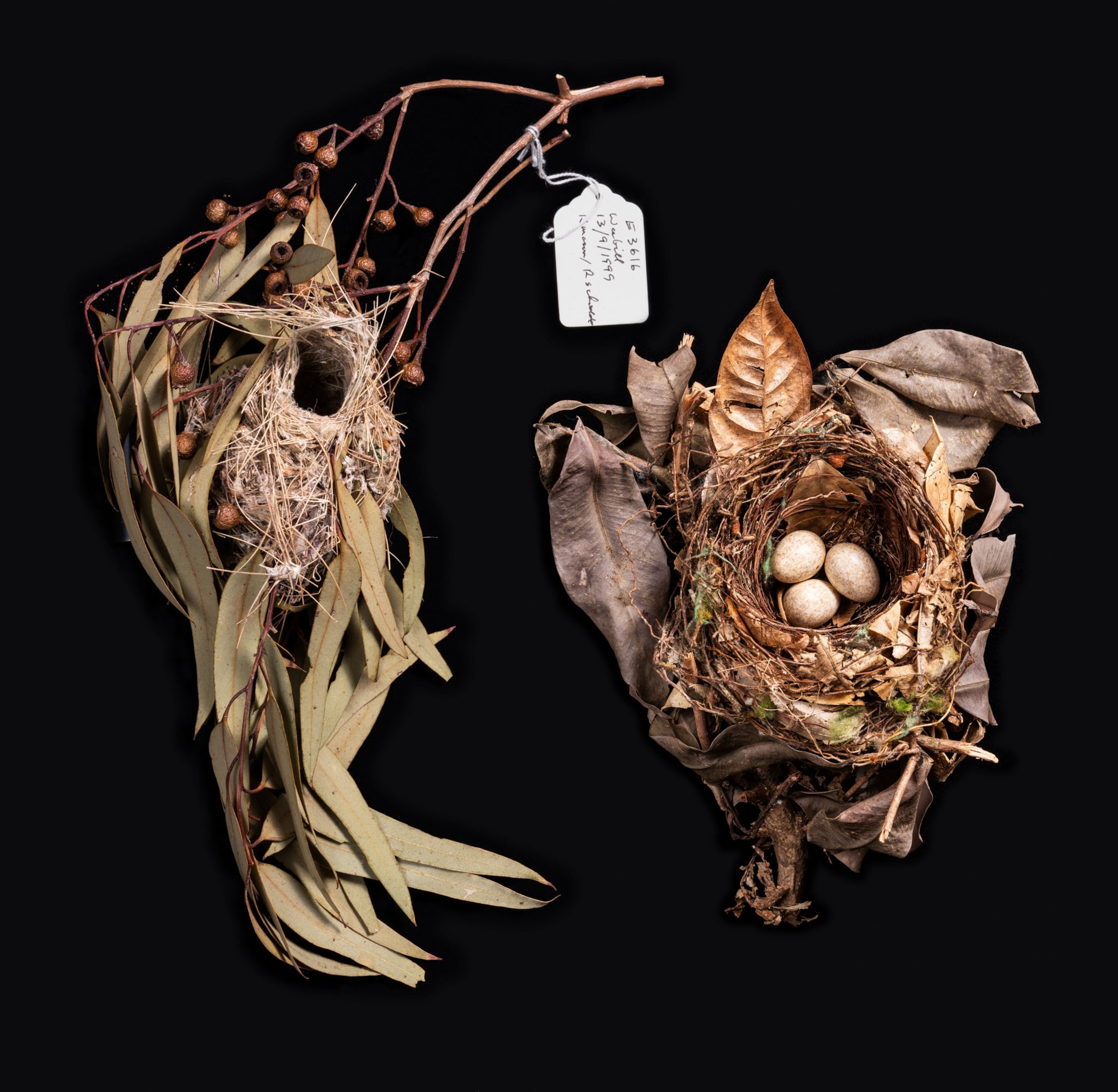 birds in a nest