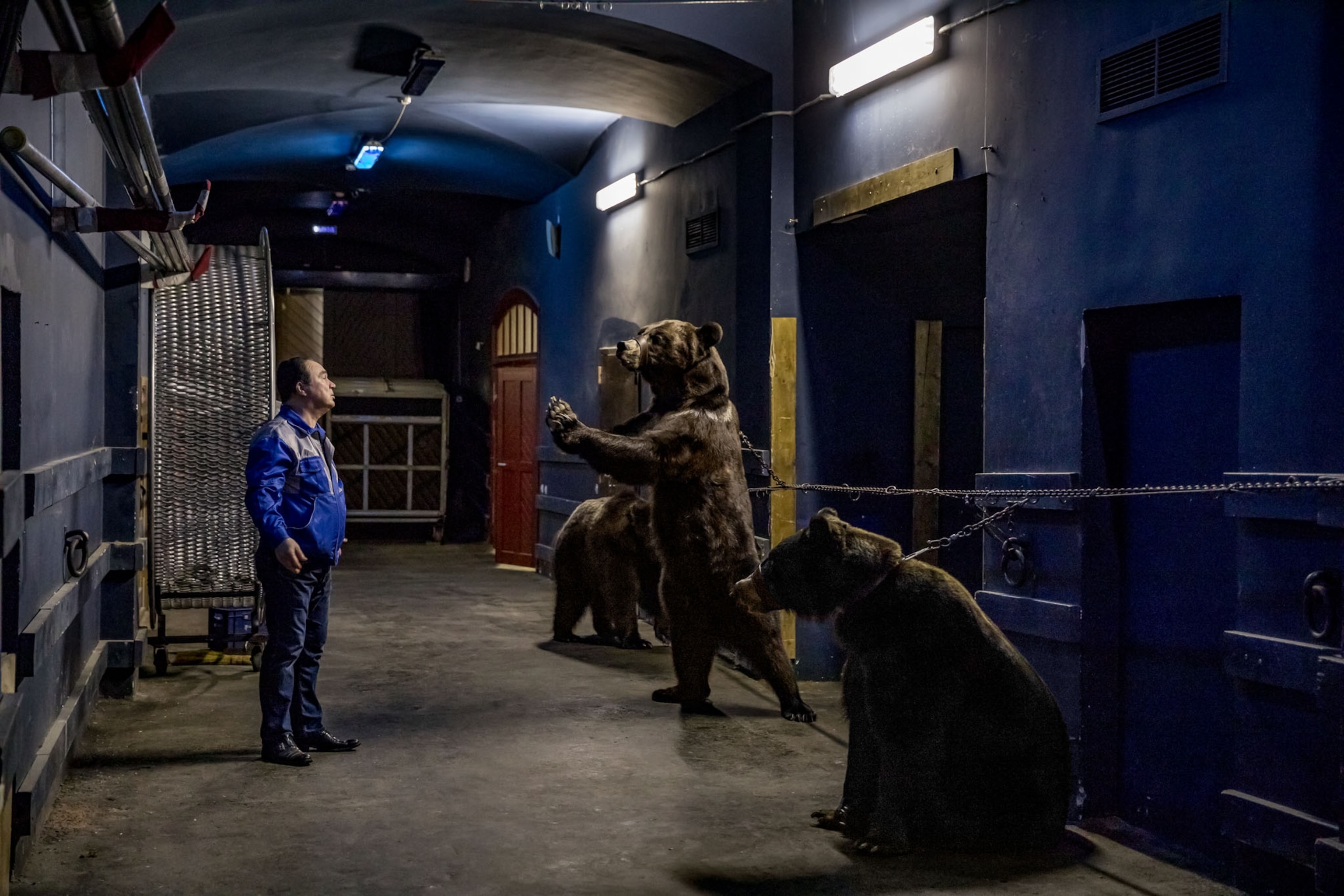 3 bears chained to a wall backstage with a trainer
