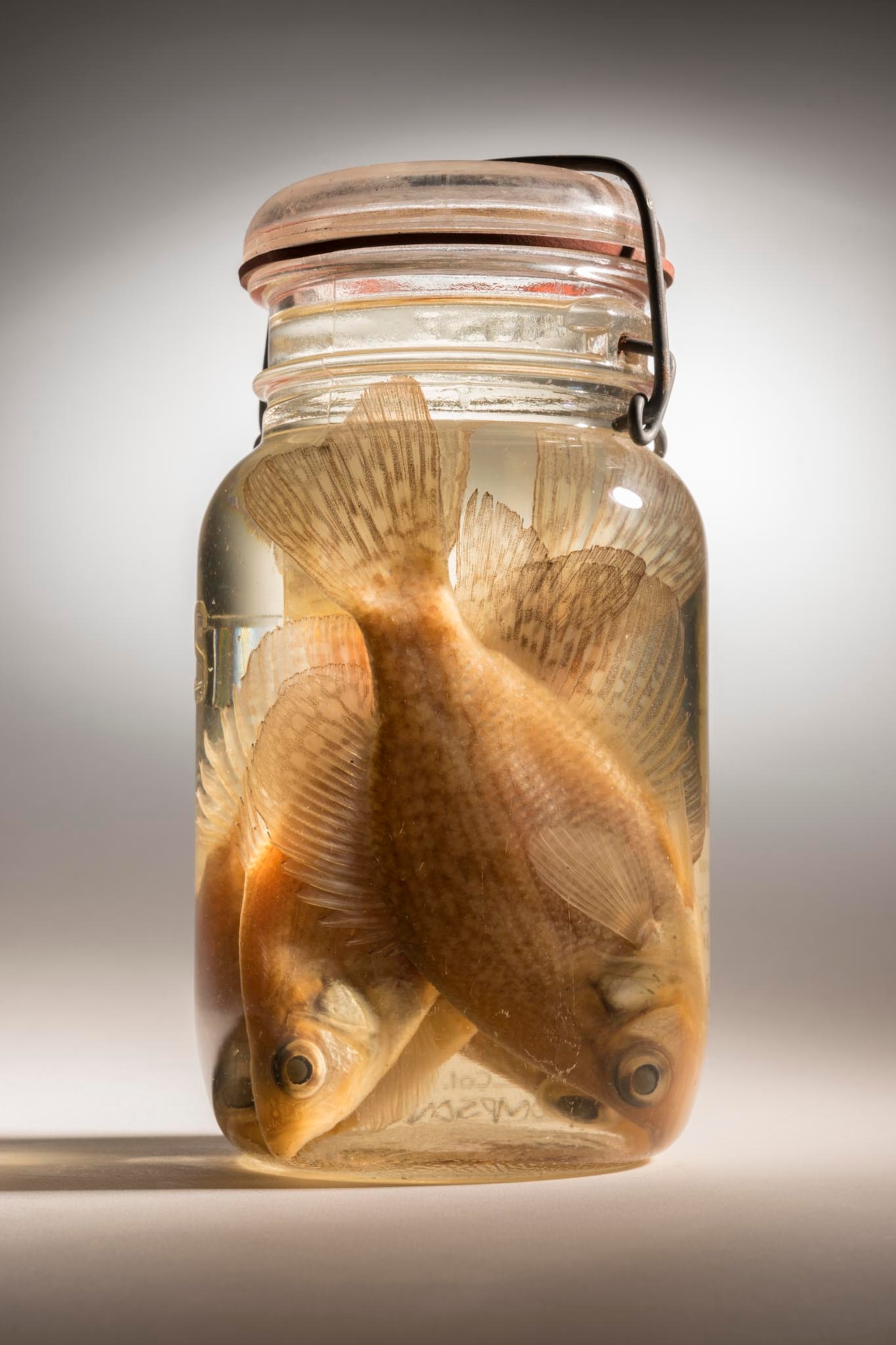 black crappies in a jar