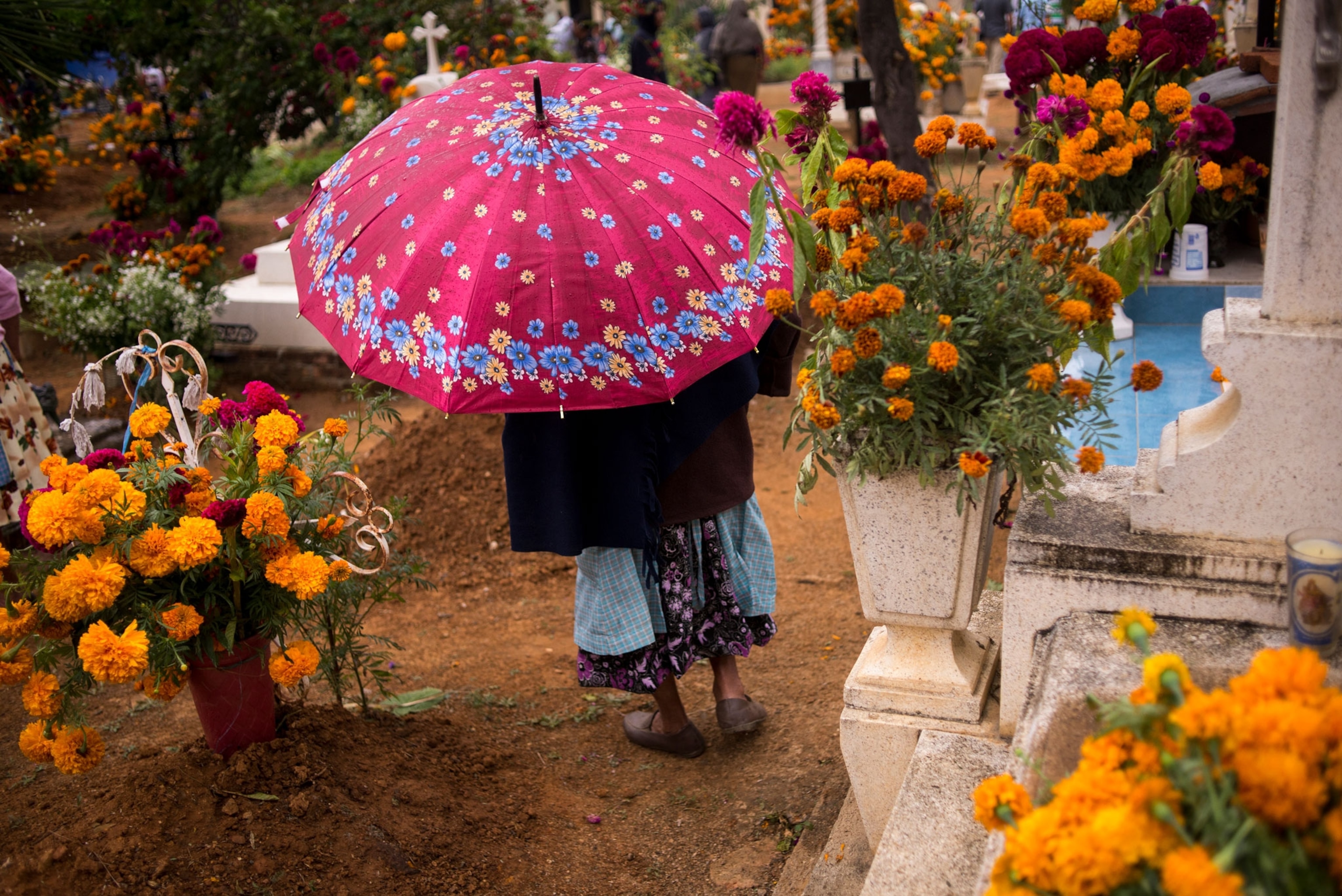 A woman walks with a pink umbrella in a cemetery filled with marigolds.