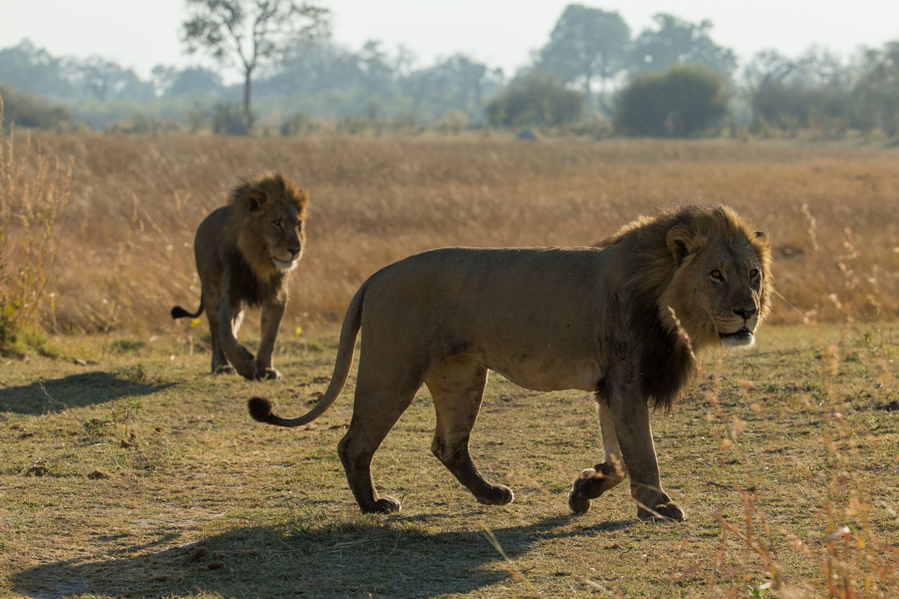 a pride of lions in Botswana