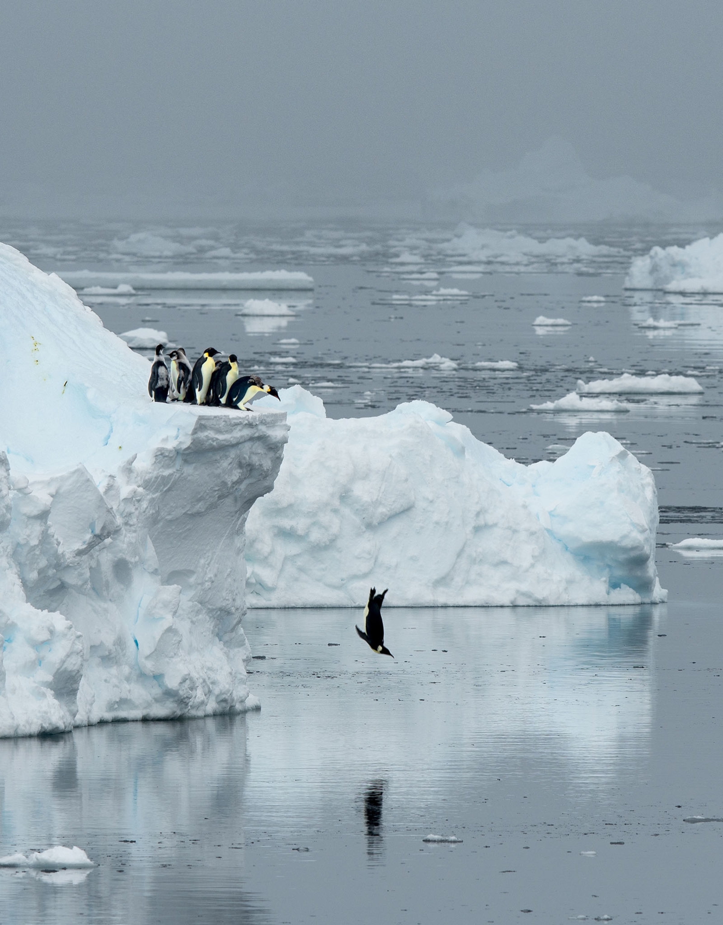 an emperor penguin diving off a high sea ice shelf
