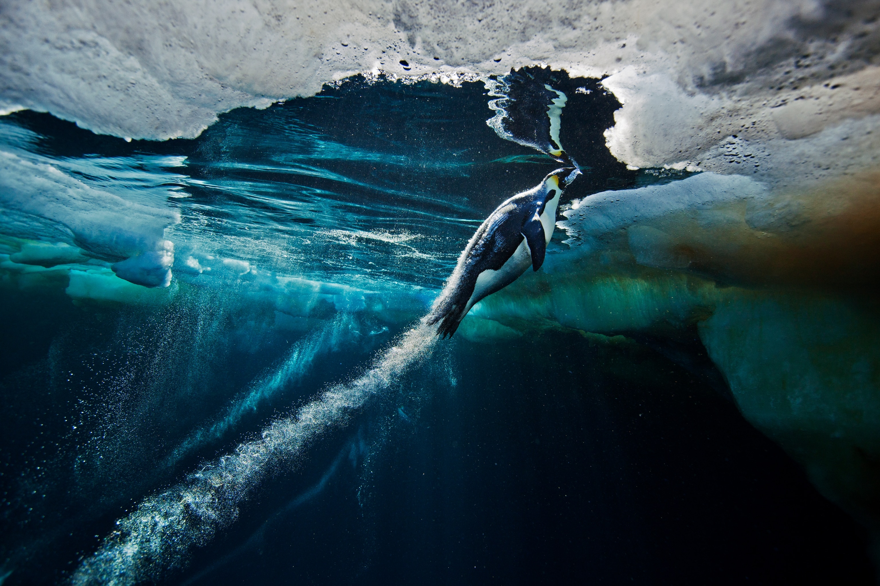 An emperor penguin prepares to launch from the sea to the sea ice in Cape Washington, Ross Sea, Antarctica.