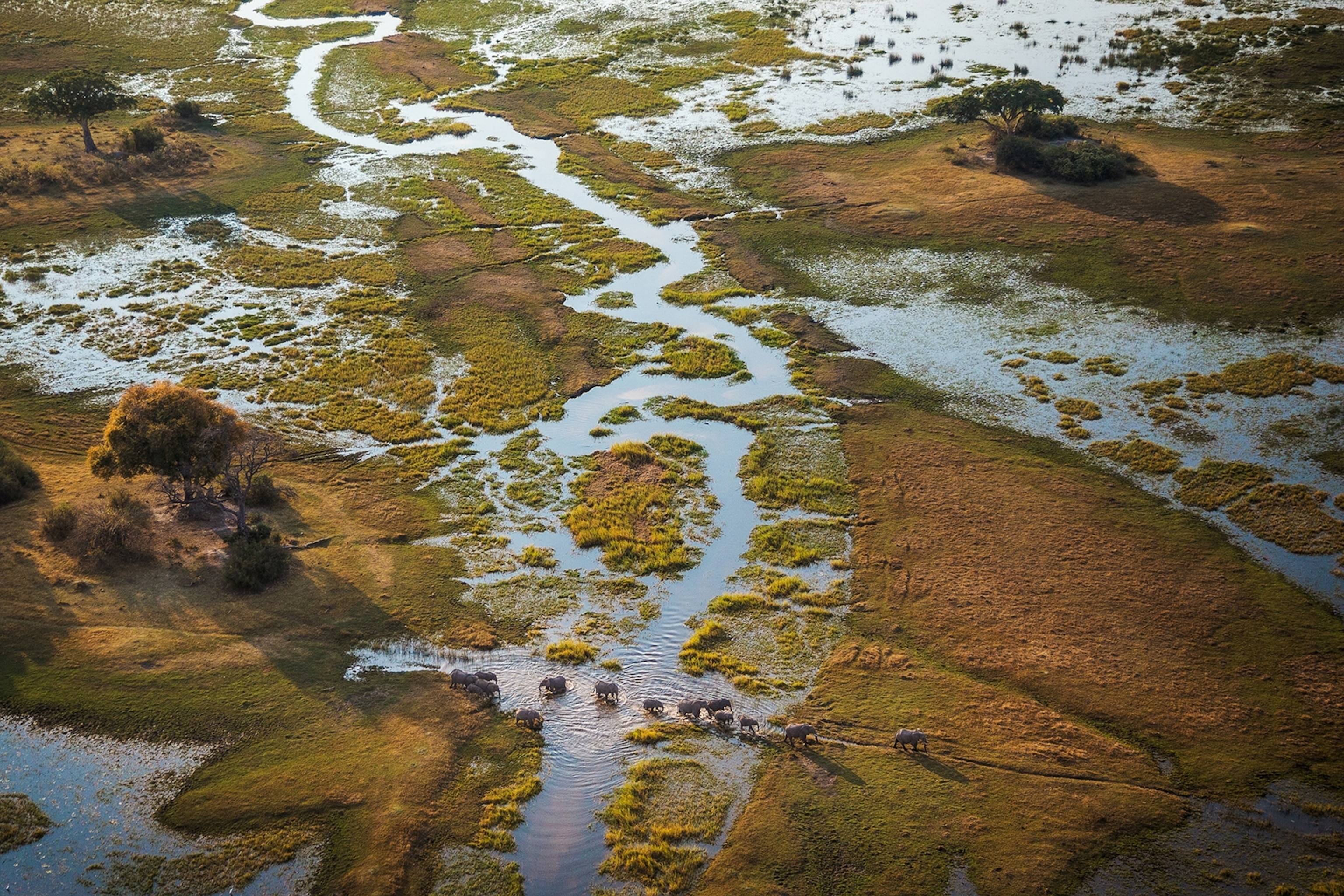 elephants walking through wetland, leaving trails, which become channels.