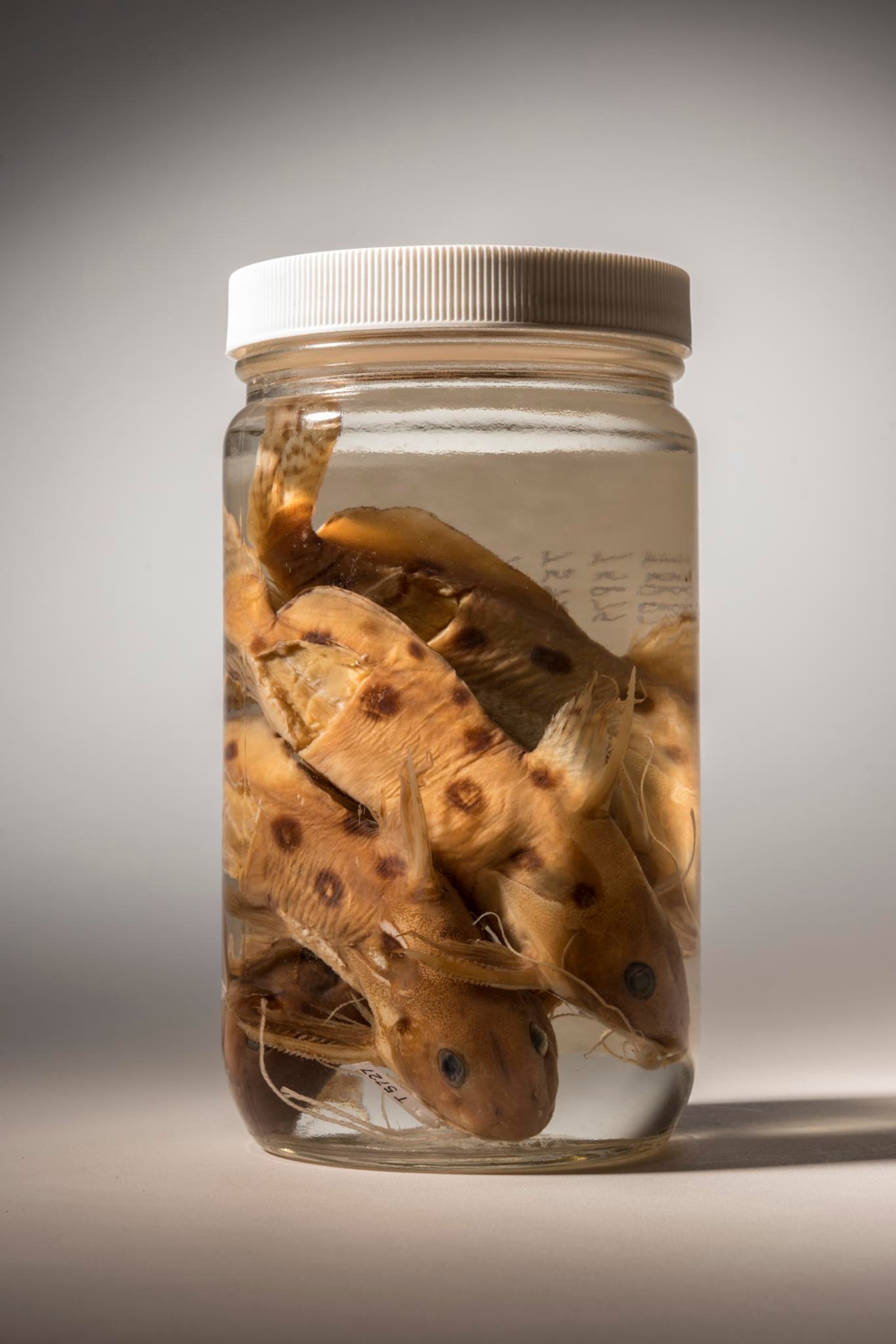ocellated synodontis in a jar