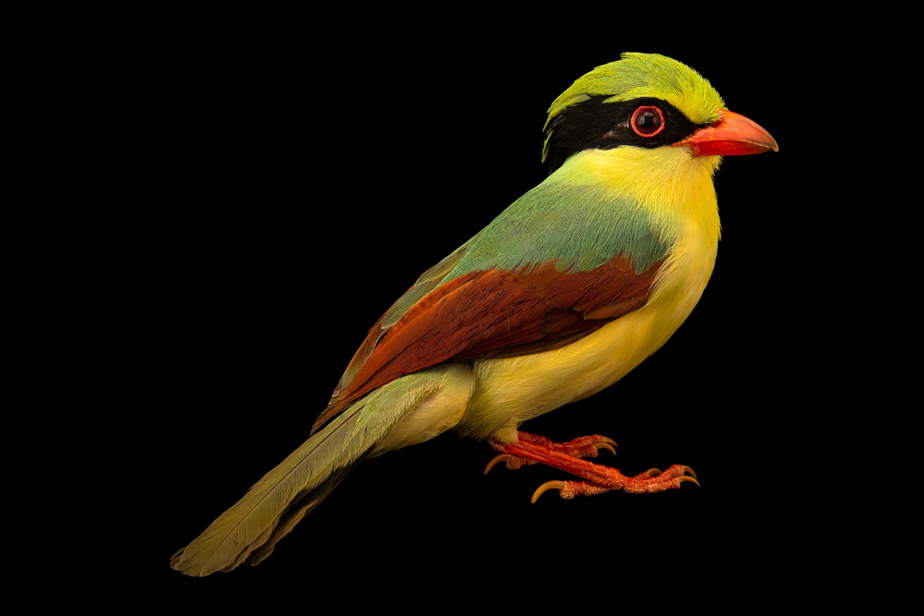 A full body photograph showing the various green hues and deep red wing tips as a profile of the Indochinese bird.